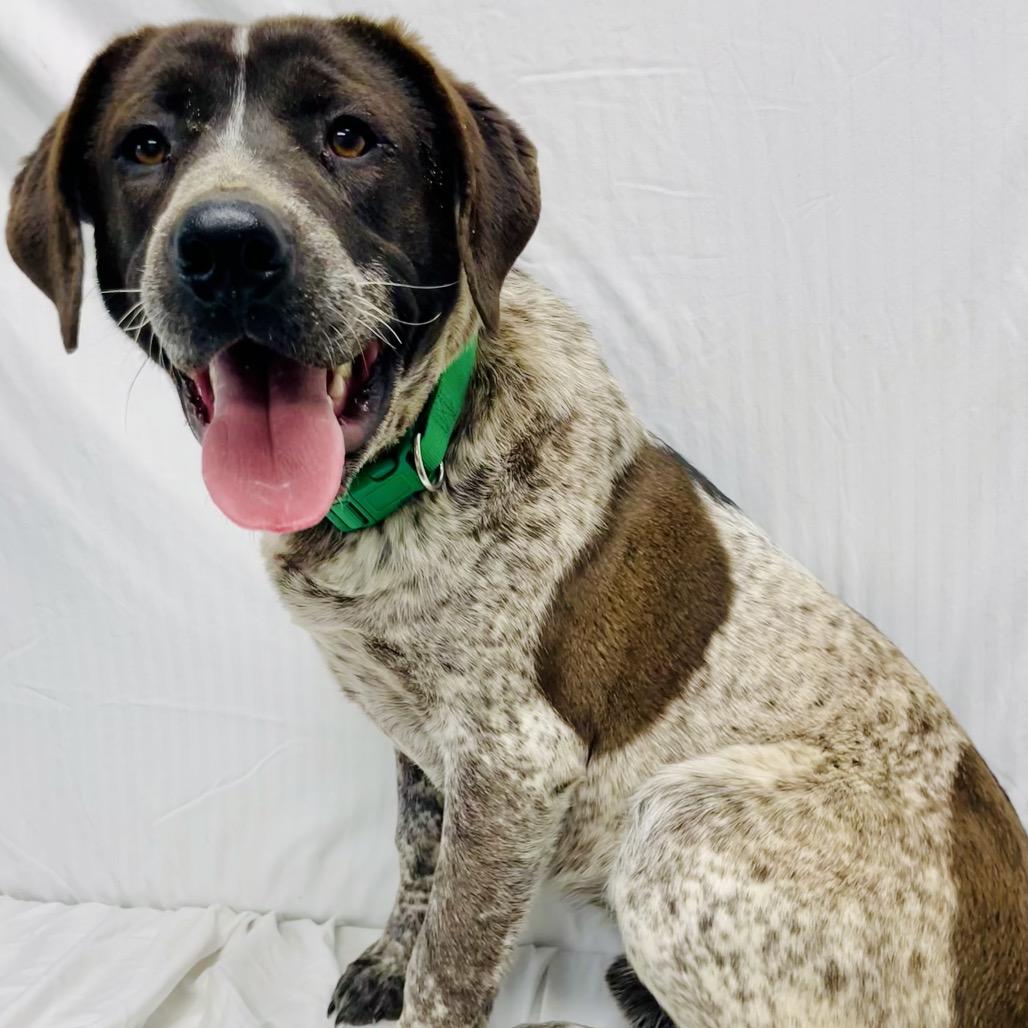 Enlarge Bubba, a Adoptable mixed breed in Lebanon, MO image 2/4