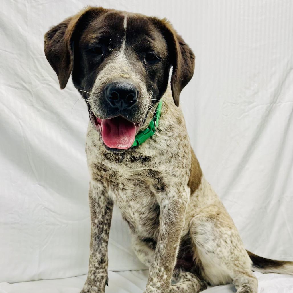 Enlarge Bubba, a Adoptable mixed breed in Lebanon, MO image 3/4