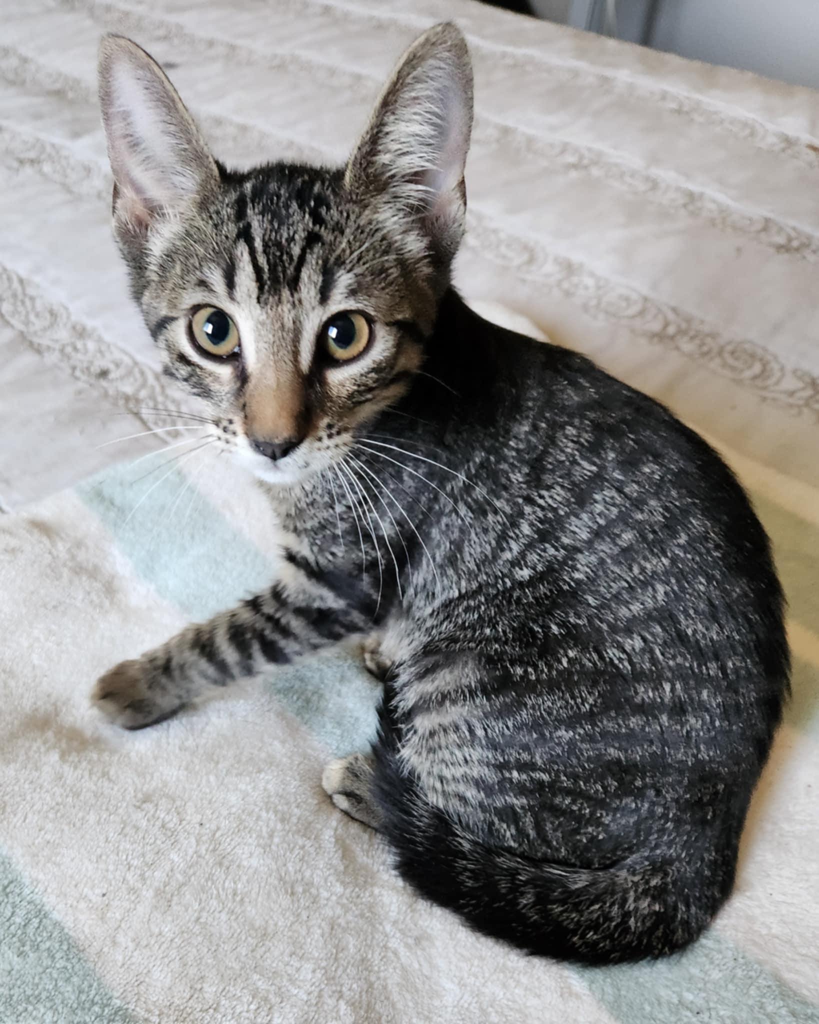 Enlarge Nilla Wafer, a Adoptable Tabby in Fresno, CA image 2/6