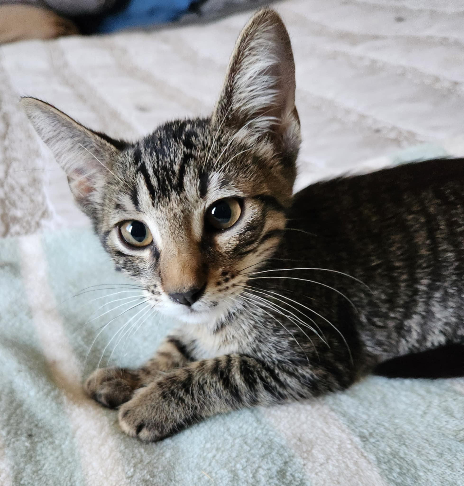 Enlarge Nilla Wafer, a Adoptable Tabby in Fresno, CA image 3/6