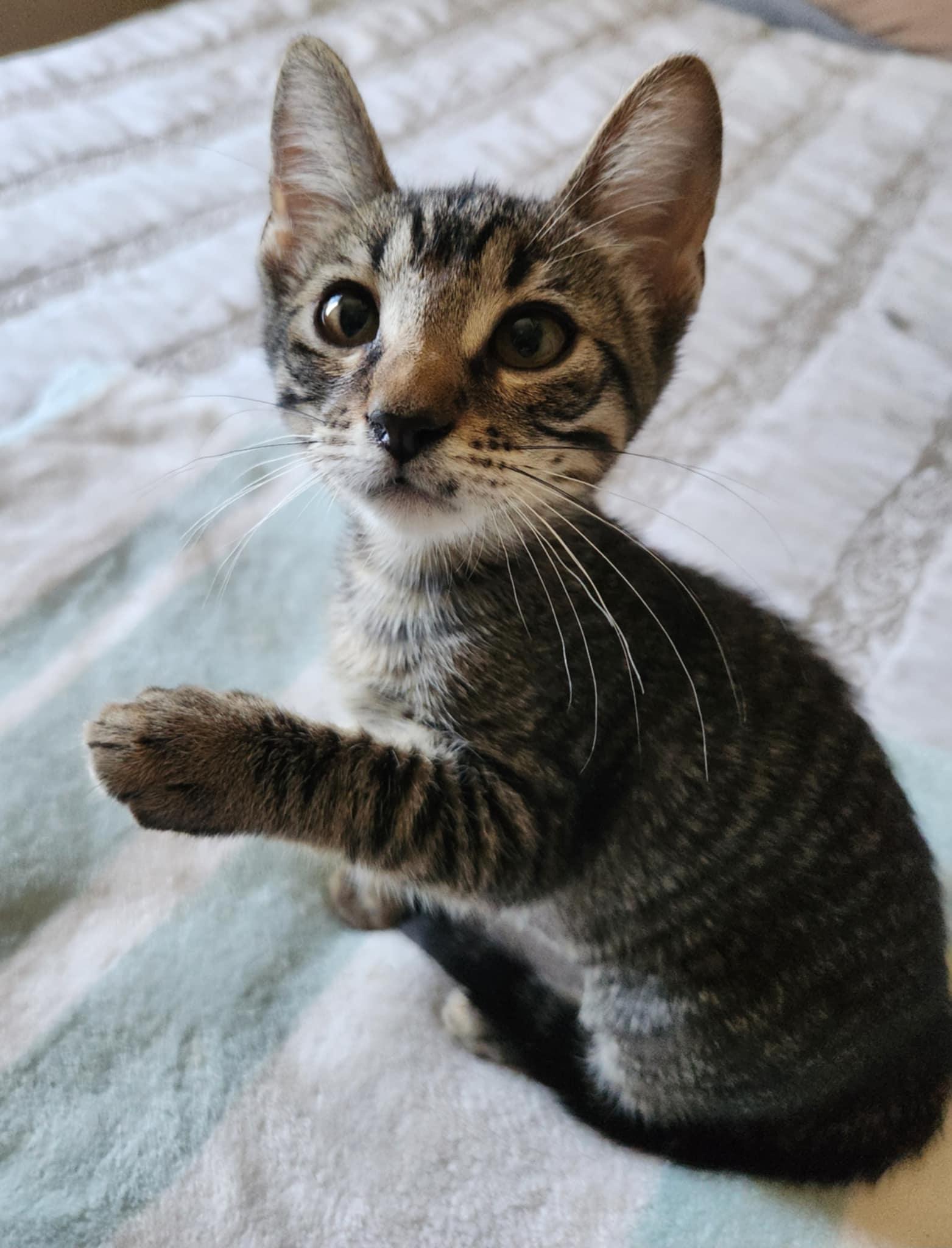Enlarge Nilla Wafer, a Adoptable Tabby in Fresno, CA image 4/6