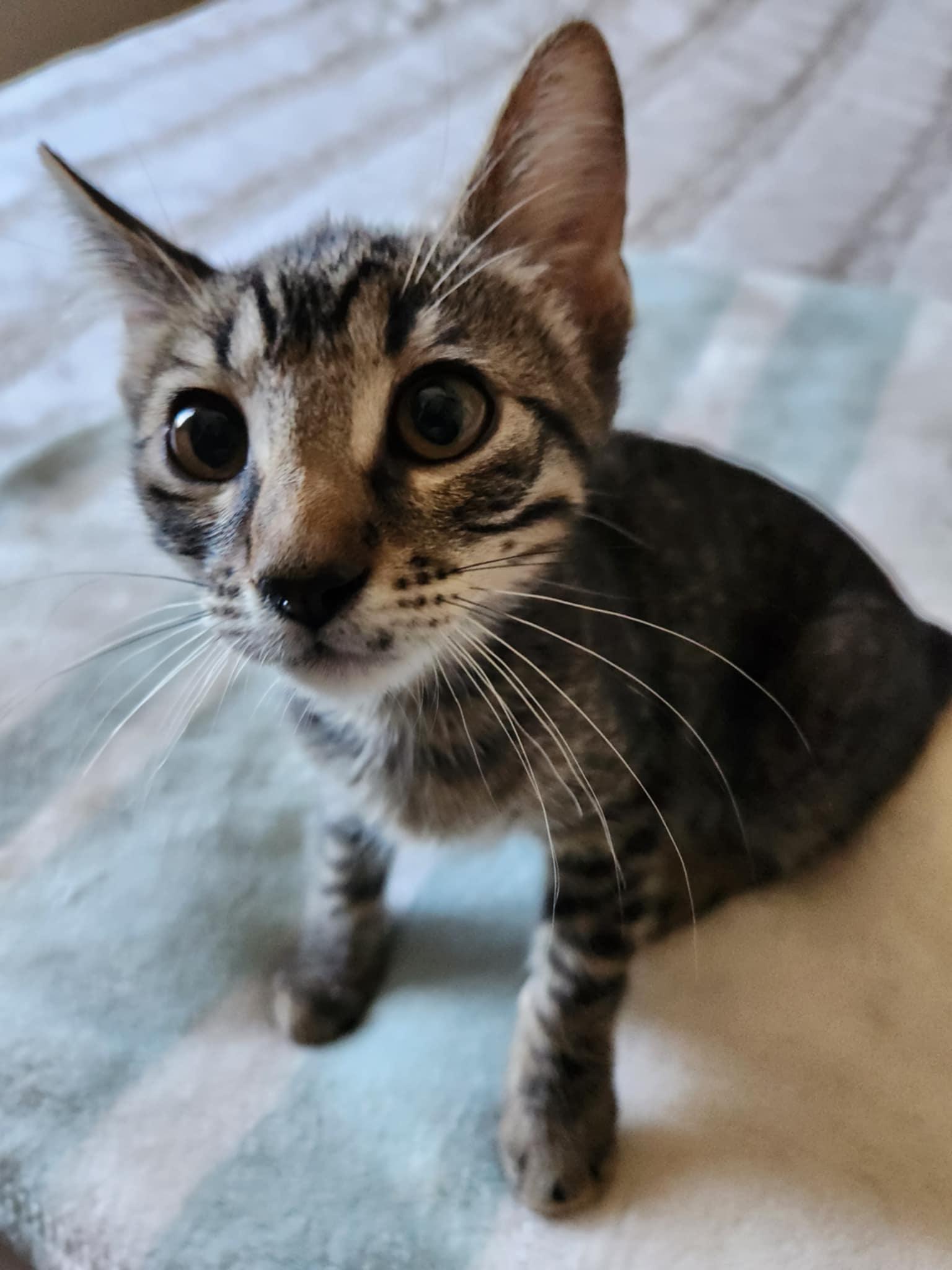 Enlarge Nilla Wafer, a Adoptable Tabby in Fresno, CA image 5/6