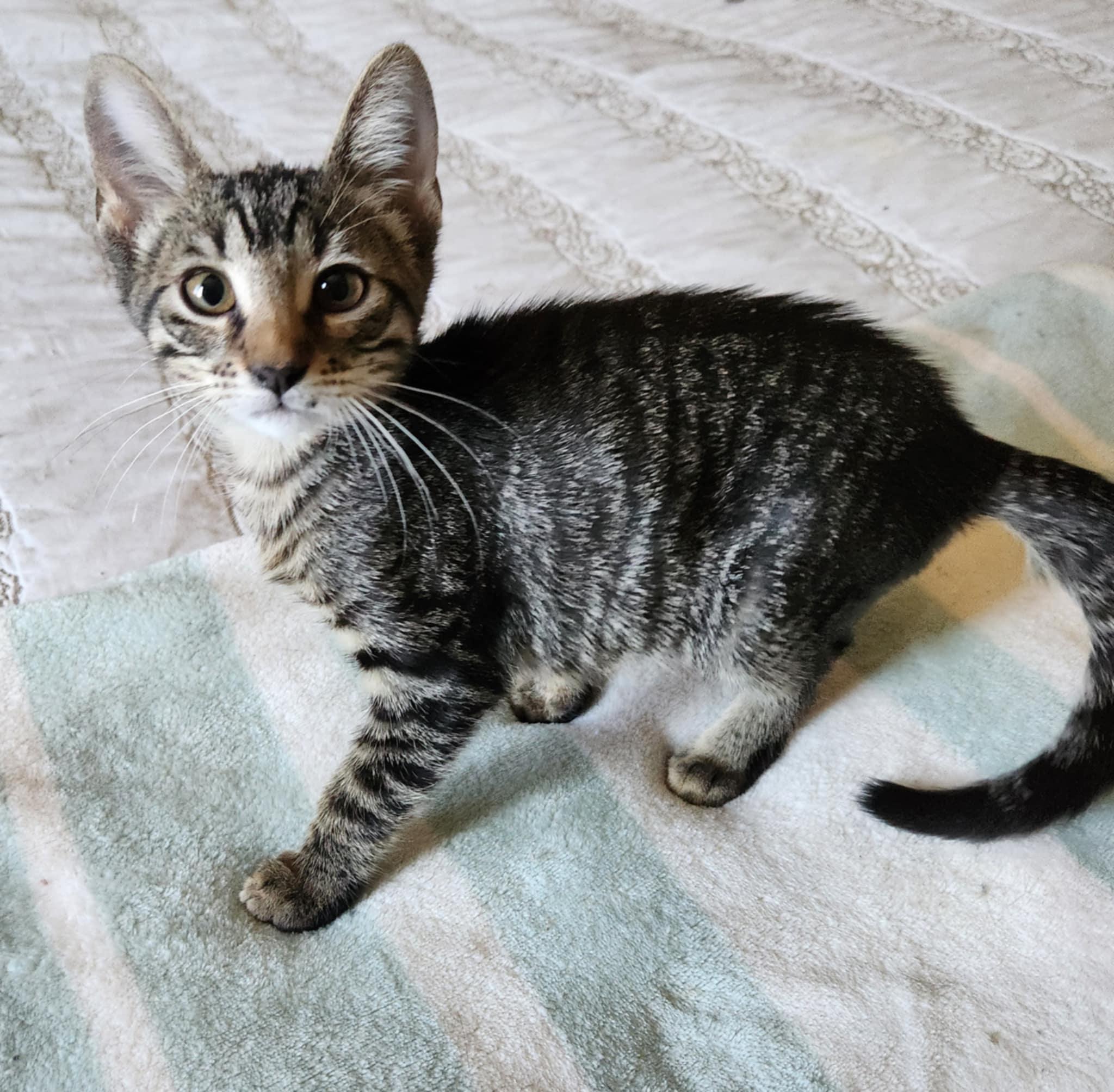 Nilla Wafer, Adoptable, Kitten Female Tabby.