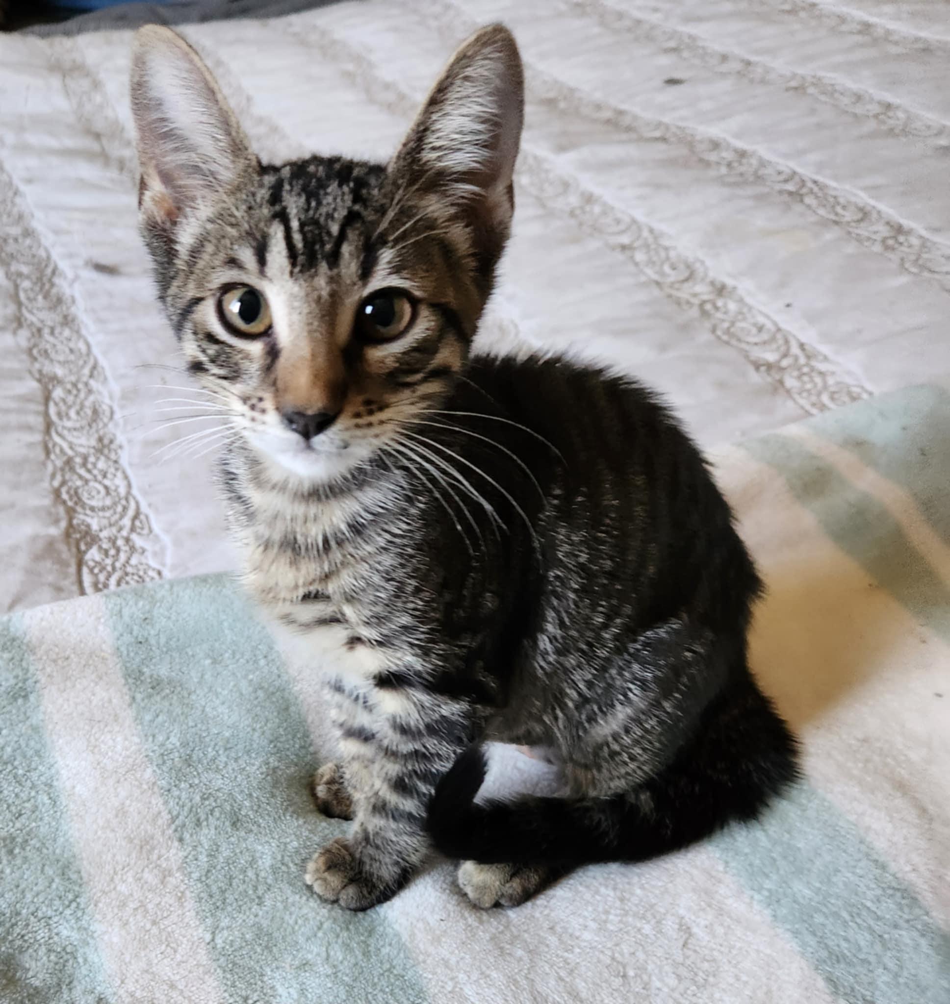 Enlarge Nilla Wafer, a Adoptable Tabby in Fresno, CA image 6/6