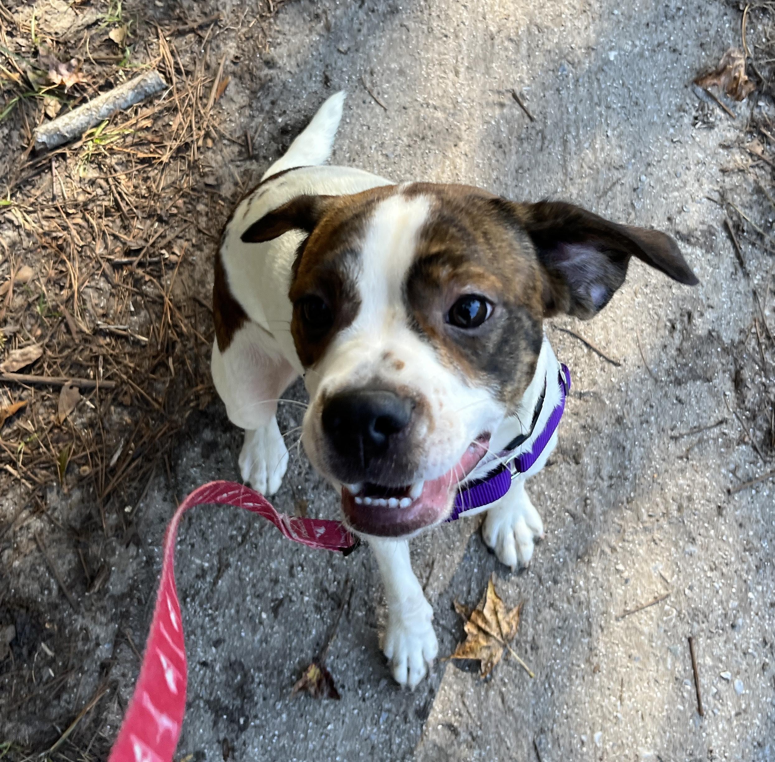 RIPLEY, adopted, Young Female Terrier & Spaniel.