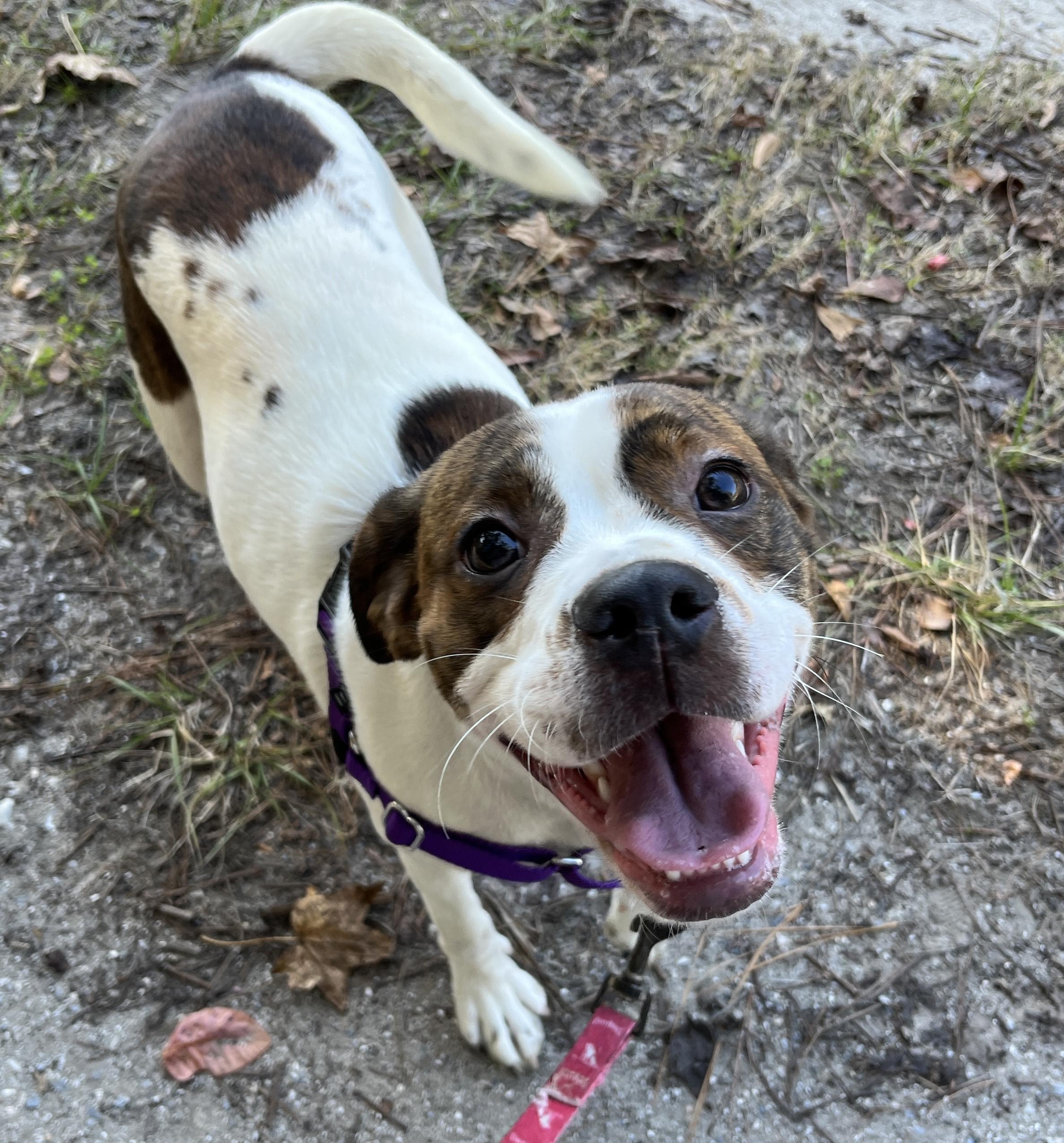 Enlarge RIPLEY, an adopted mixed breed in Edisto Island, SC image 2/5