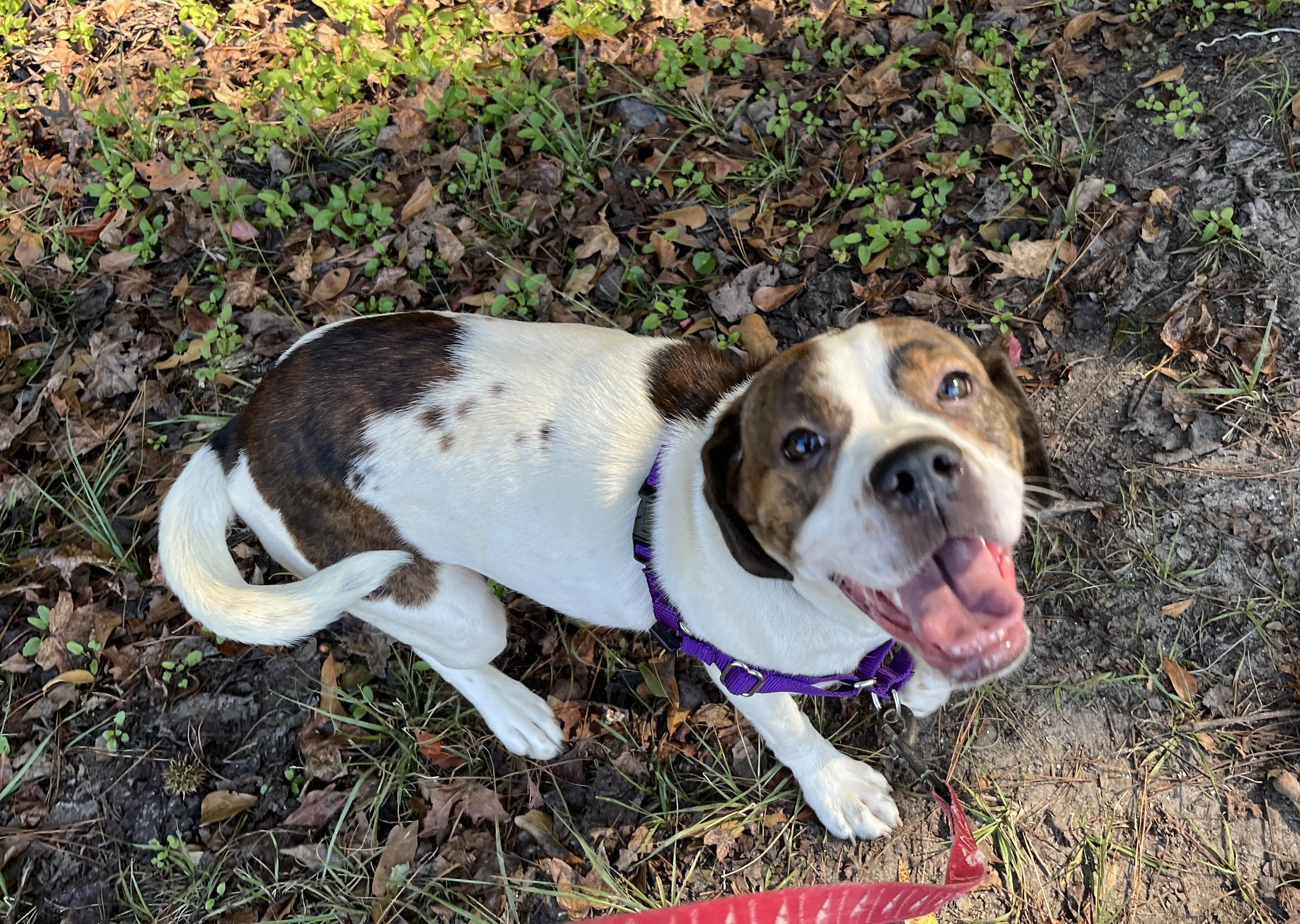 Enlarge RIPLEY, an adopted mixed breed in Edisto Island, SC image 4/5