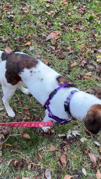 Enlarge RIPLEY, an adopted mixed breed in Edisto Island, SC video 5/5