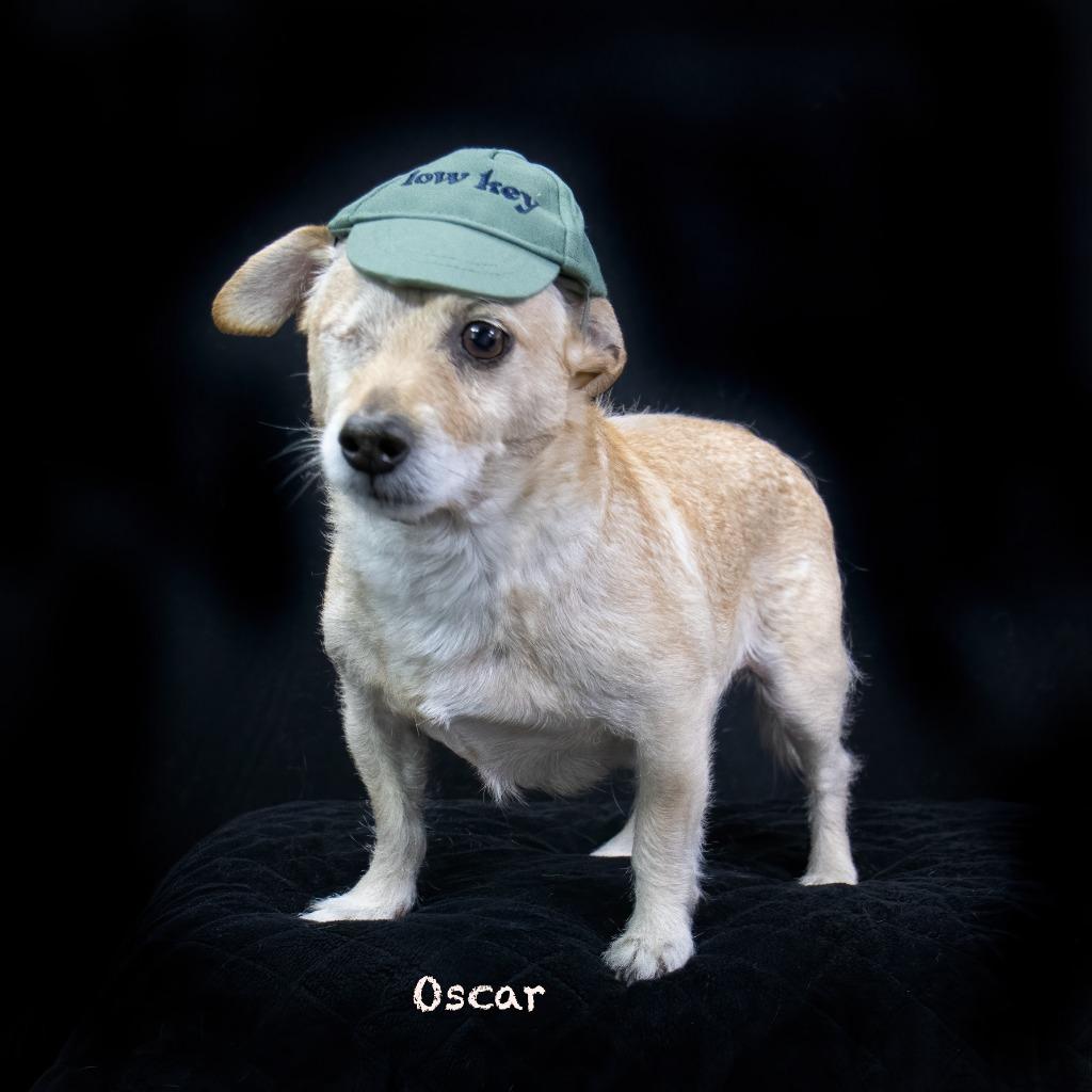 Oscar, Adoptable, Senior Male Terrier.