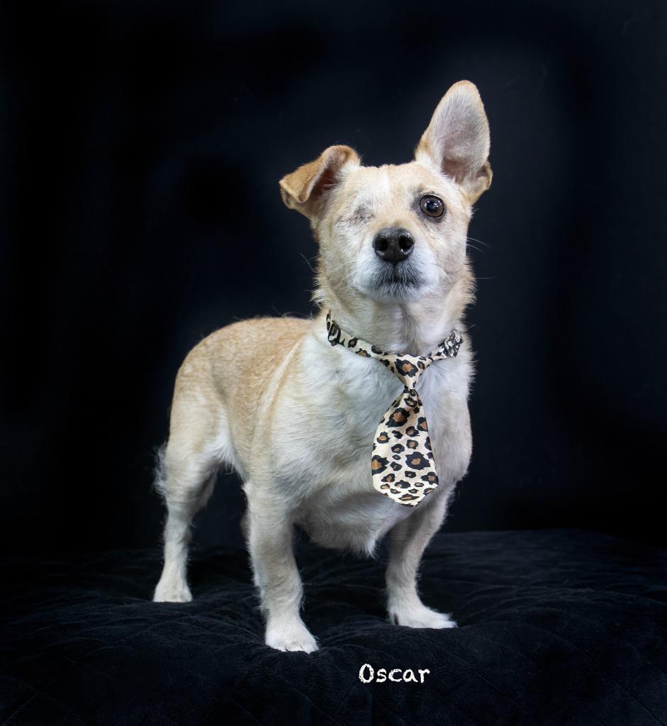 Oscar, a Adoptable mixed breed in Hot Springs Village, AR image 2/3