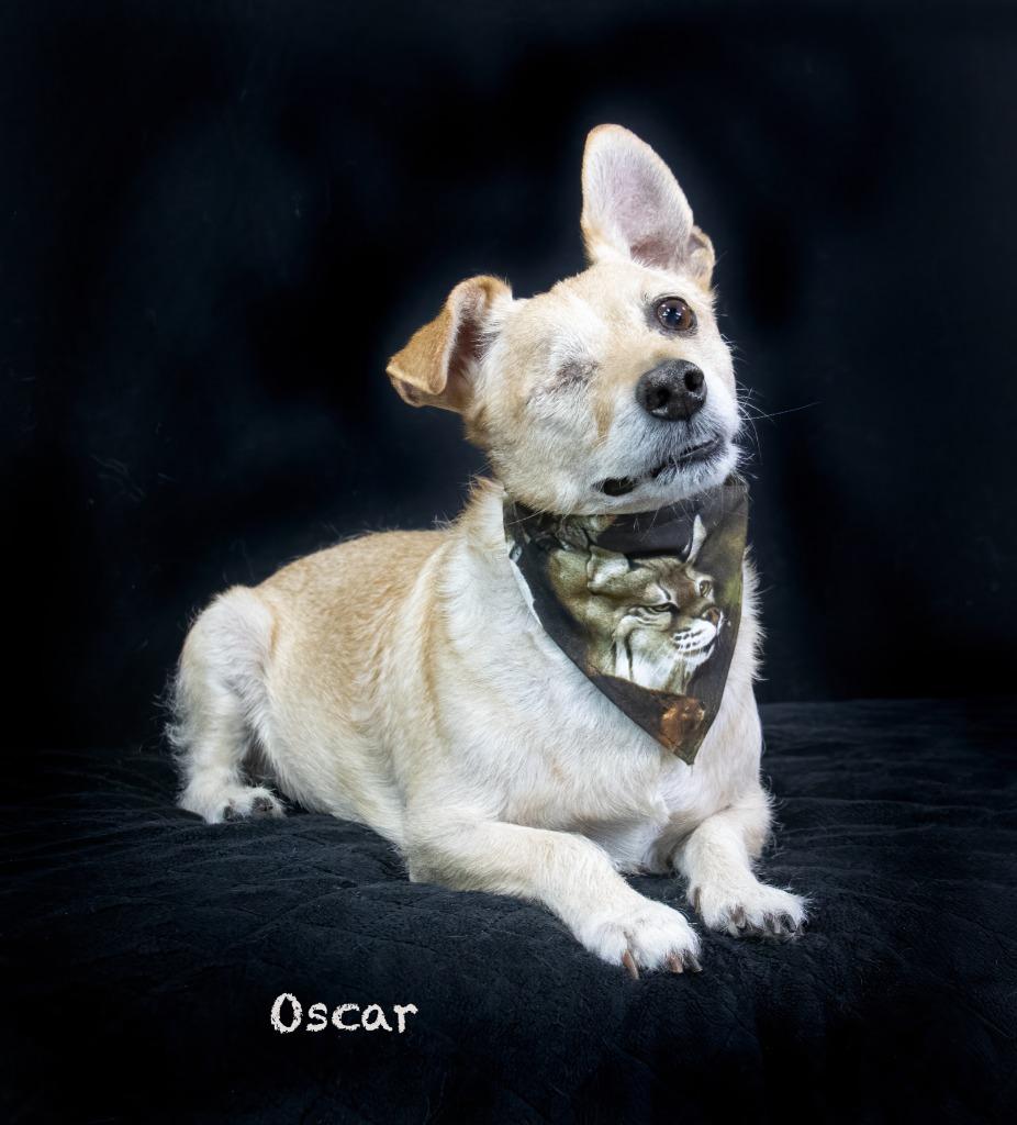 Oscar, a Adoptable mixed breed in Hot Springs Village, AR image 3/3