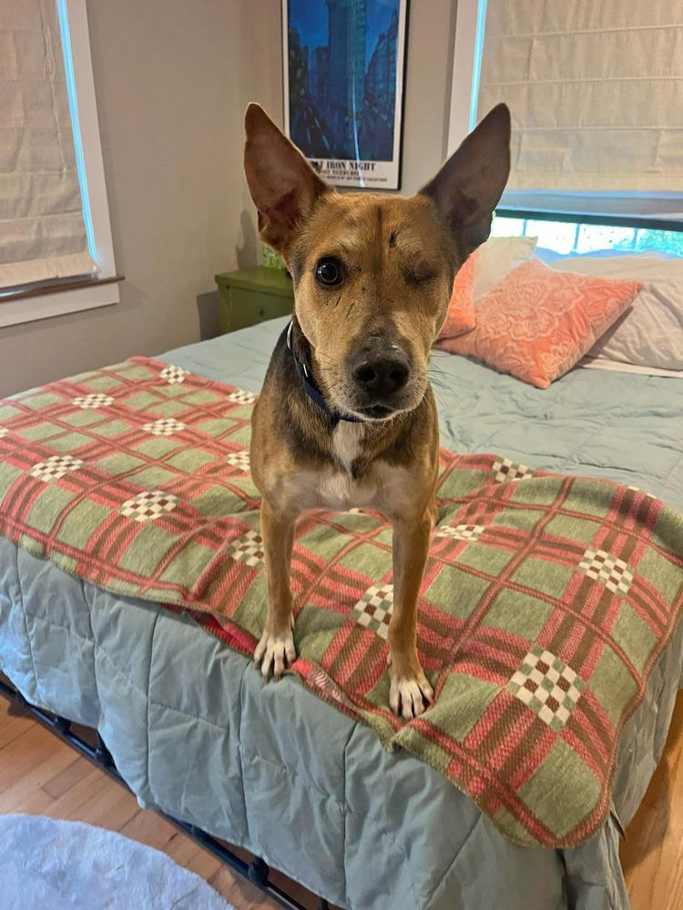 Joshua, Adopted, Adult Male Belgian Shepherd / Malinois & Shepherd.