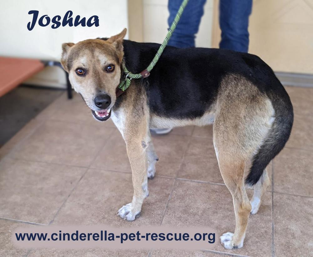 Enlarge Joshua, a Adopted mixed breed in Mission, TX image 2/2