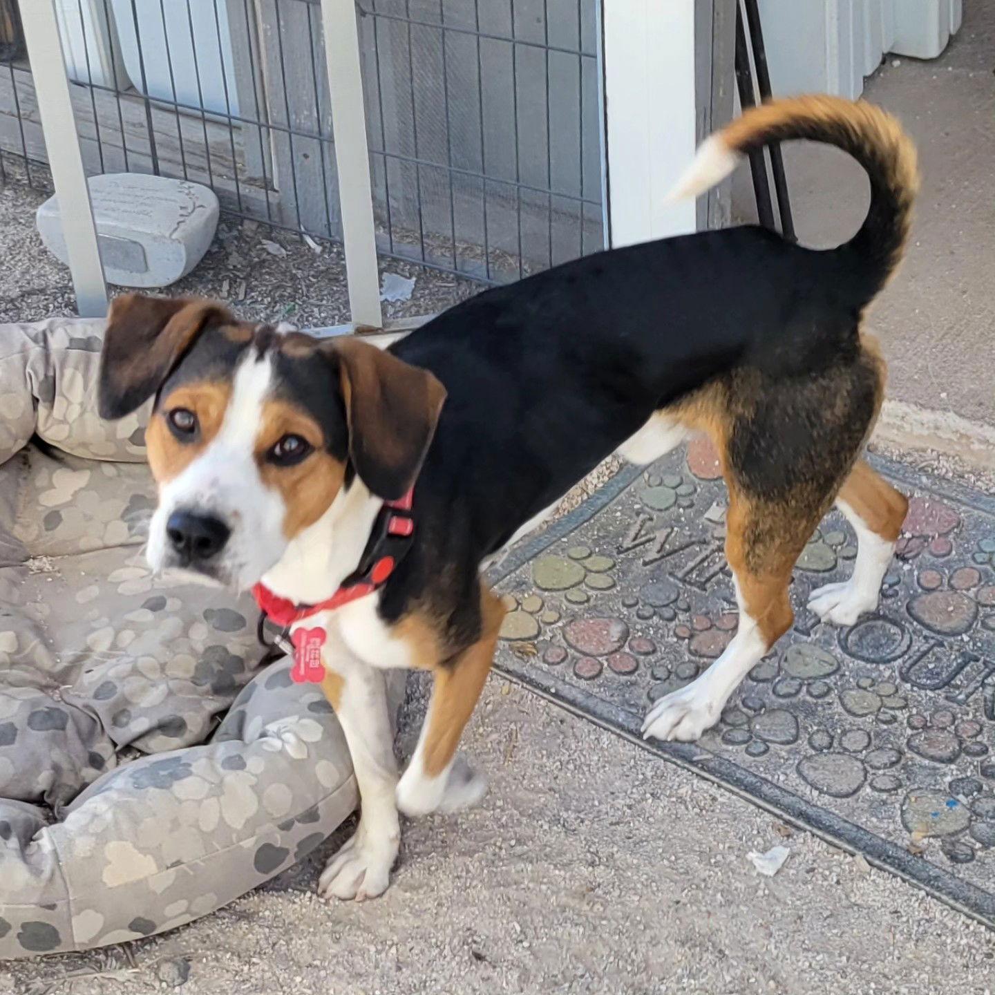 Enlarge Justin (Oliver Justin), a Adopted Beagle in Las Vegas, NV image 2/3