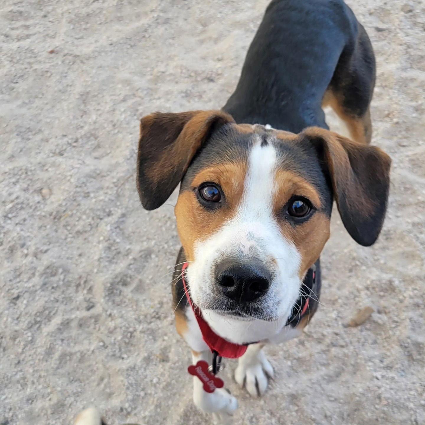 Enlarge Justin (Oliver Justin), a Adopted Beagle in Las Vegas, NV image 3/3