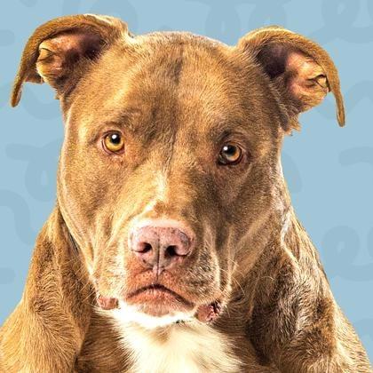 Dusty, a Adoptable Pit Bull Terrier in Reno, NV image 1/5