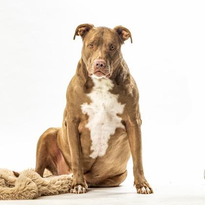 Dusty, a Adoptable Pit Bull Terrier in Reno, NV image 2/5