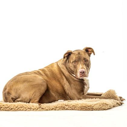 Dusty, a Adoptable Pit Bull Terrier in Reno, NV image 3/5