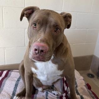 Dusty, a Adoptable Pit Bull Terrier in Reno, NV image 4/5