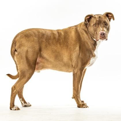 Dusty, a Adoptable Pit Bull Terrier in Reno, NV image 5/5