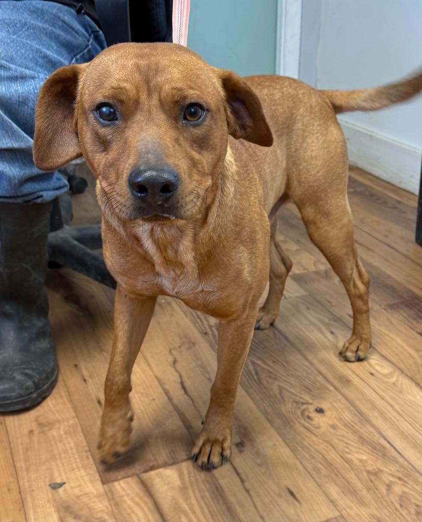 Pine, Adoptable, Young Male Staffordshire Bull Terrier & Mixed Breed.