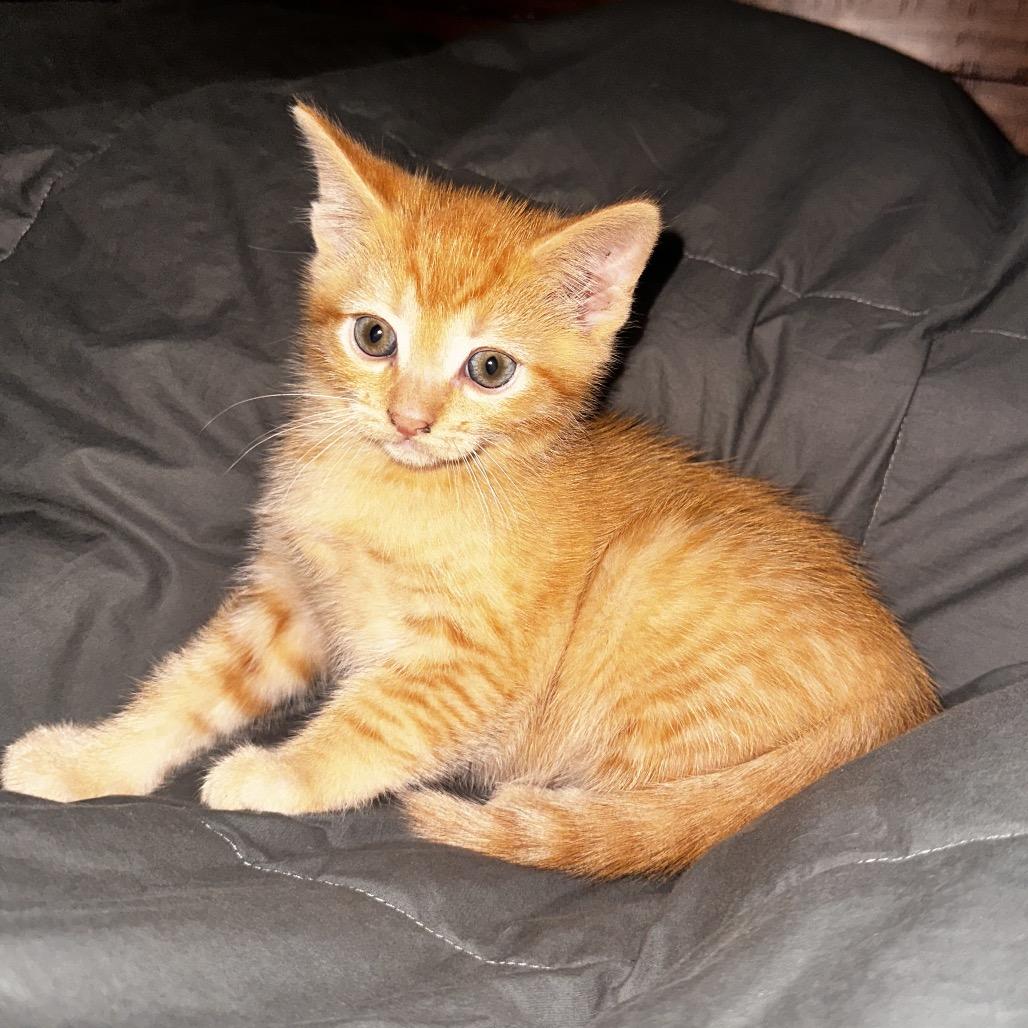 Carrot top — thumbnail 2