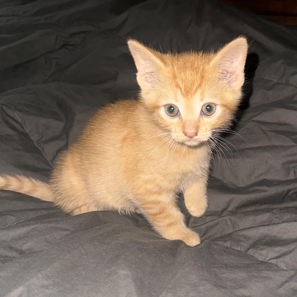 Carrot top — thumbnail 3