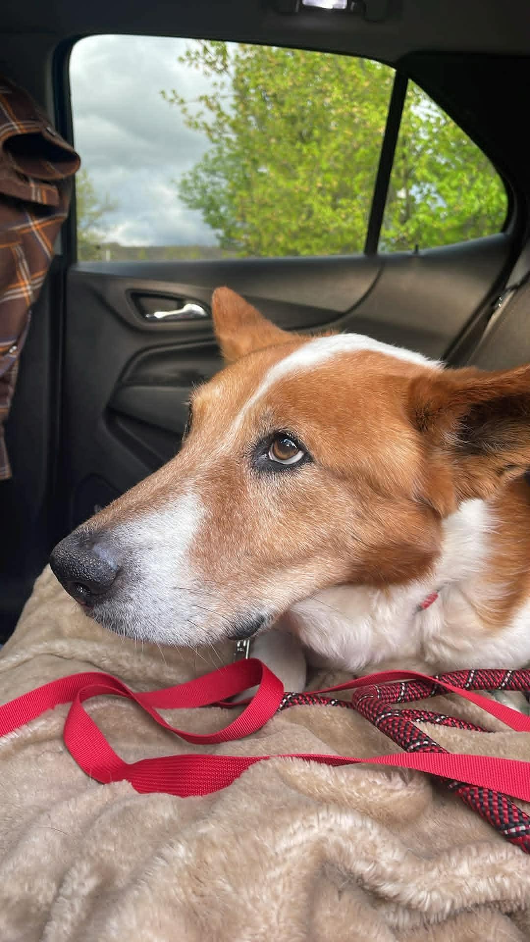 Enlarge Red, a Adoptable mixed breed in Highland, NY image 6/6