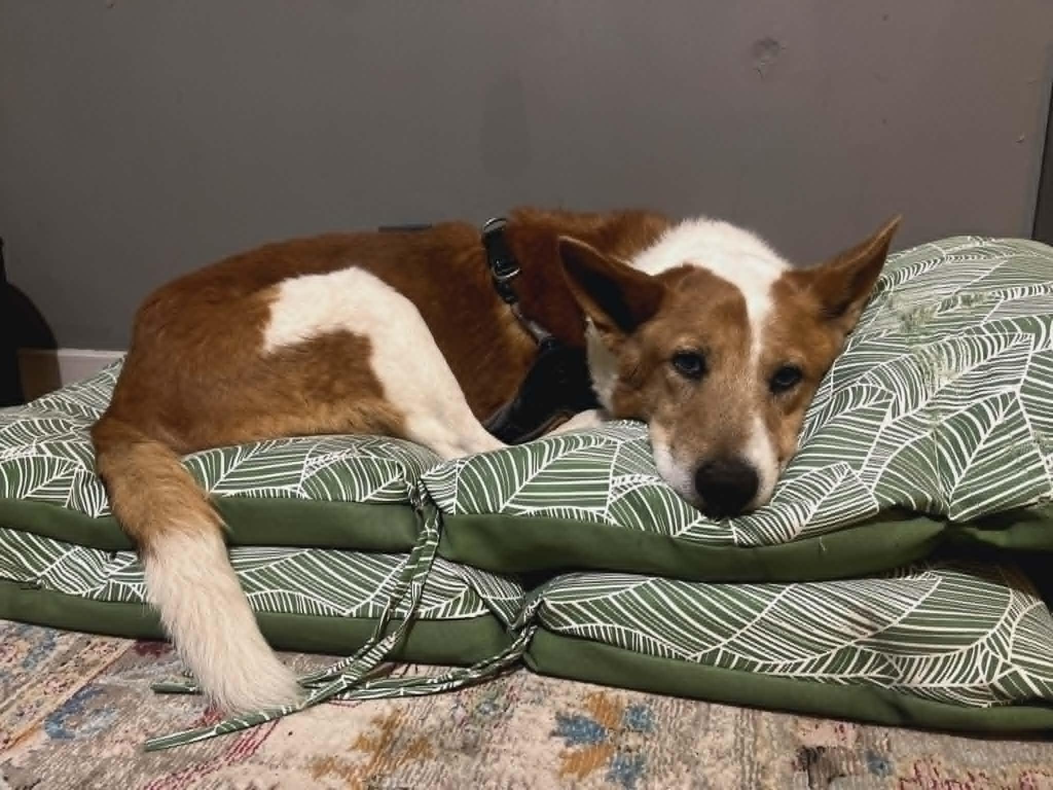 Enlarge Red, a Adoptable mixed breed in Highland, NY image 4/6