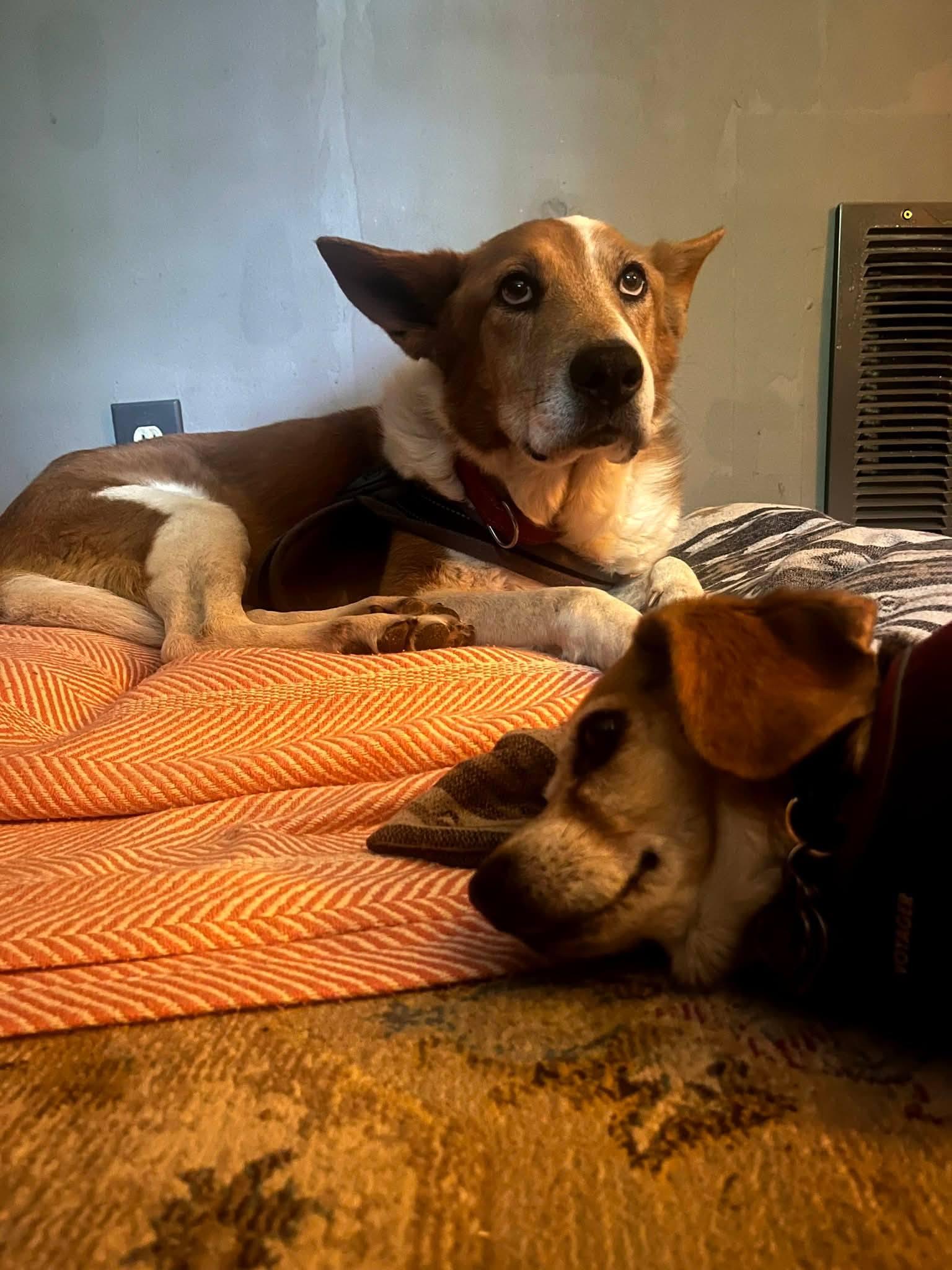 Enlarge Red, a Adoptable mixed breed in Highland, NY image 3/6