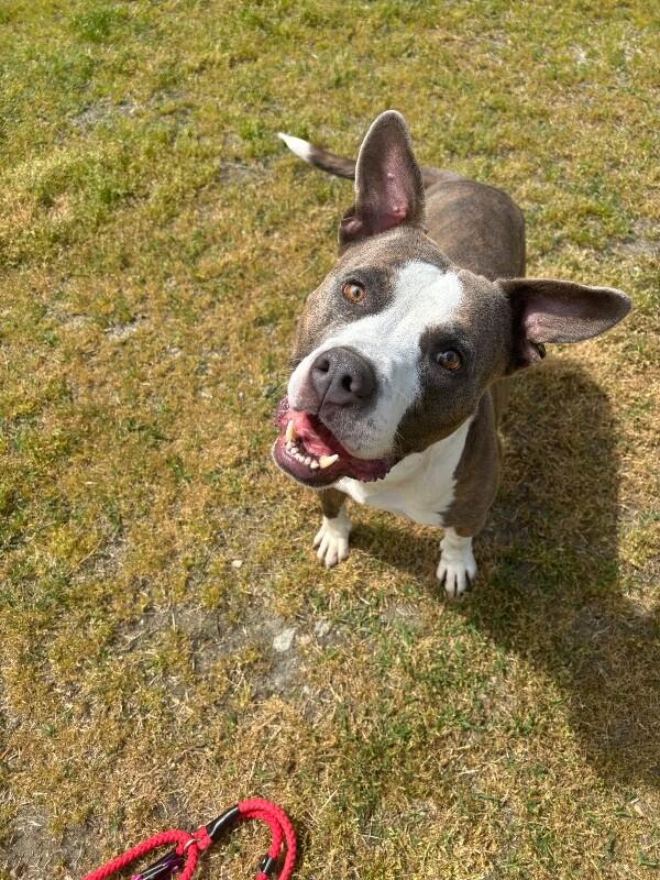 Patrick, Adoptable, Adult Male American Staffordshire Terrier & Mixed Breed.