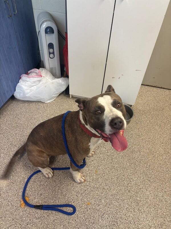 Enlarge Patrick, a Adoptable mixed breed in Disputanta, VA image 2/4