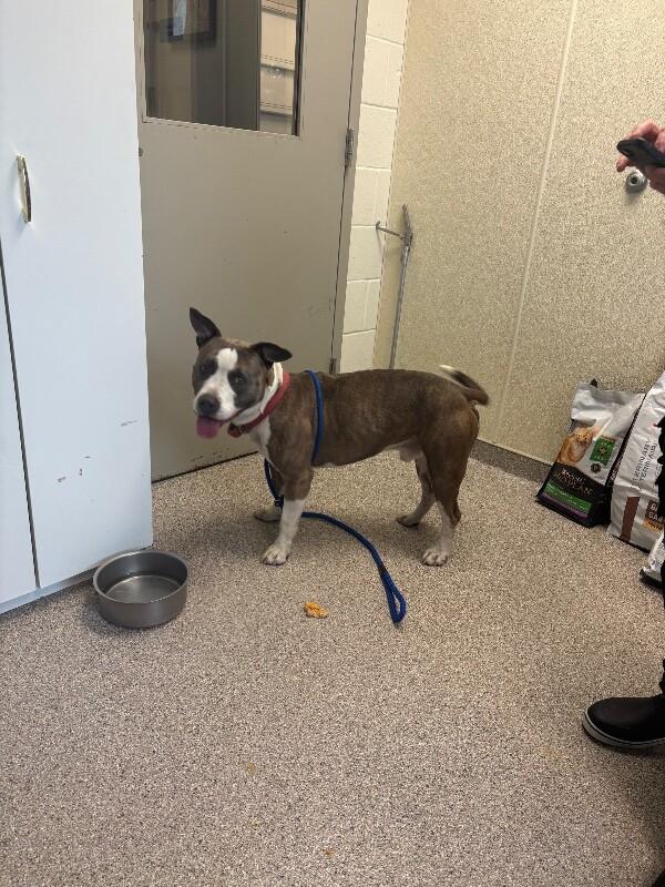 Enlarge Patrick, a Adoptable mixed breed in Disputanta, VA image 3/4