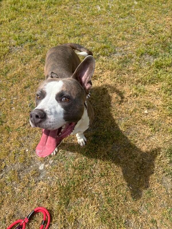Enlarge Patrick, a Adoptable mixed breed in Disputanta, VA image 4/4