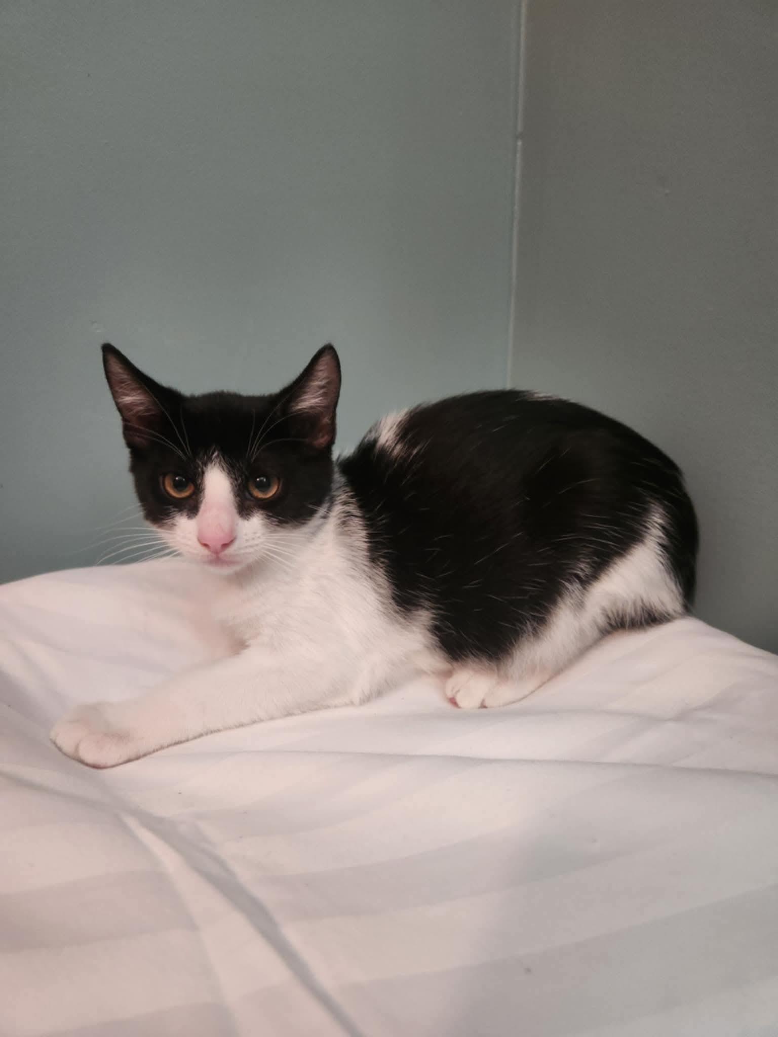 Cousteau, Baby Male Domestic Short Hair