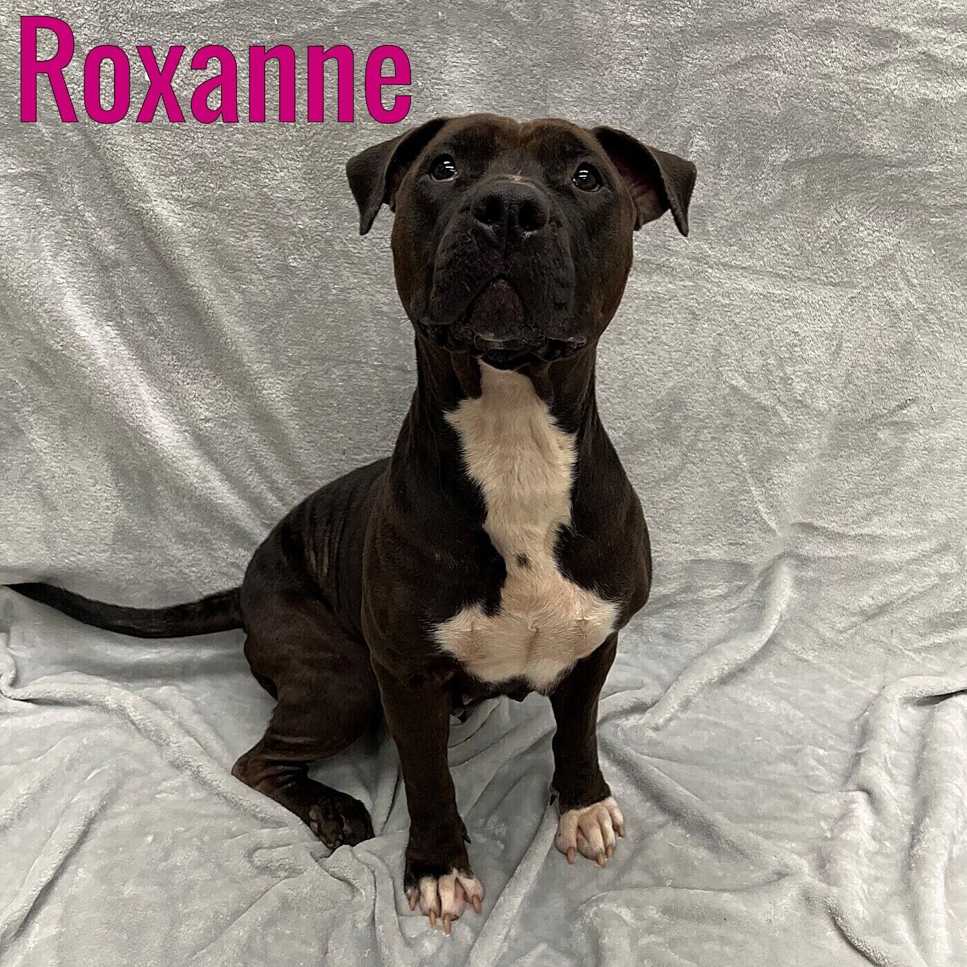 Roxanne, ADOPTABLE, Adult Female Mixed Breed.