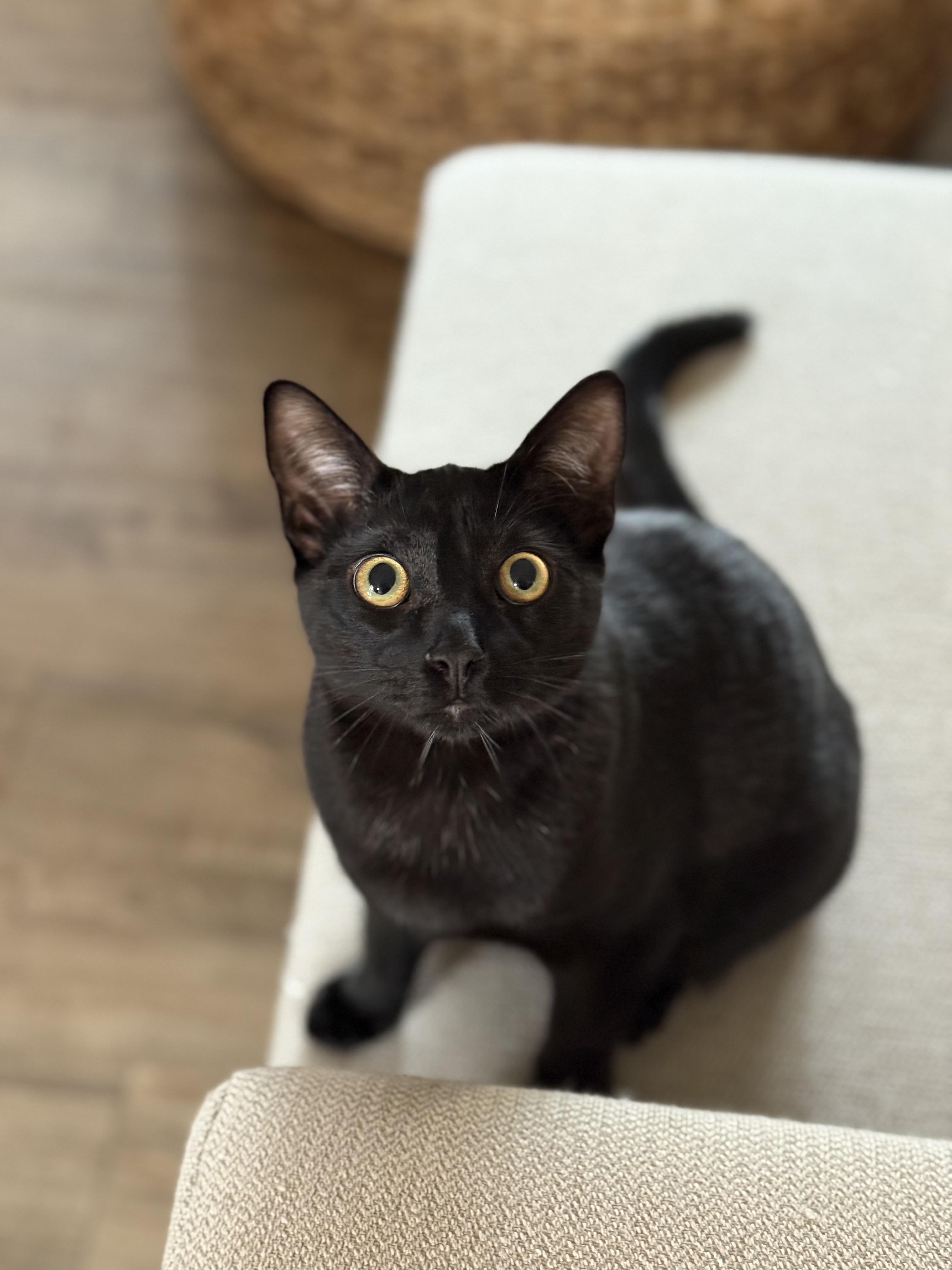 Enlarge Mothman, a ADOPTABLE Domestic Short Hair in Davis, CA image 1/4