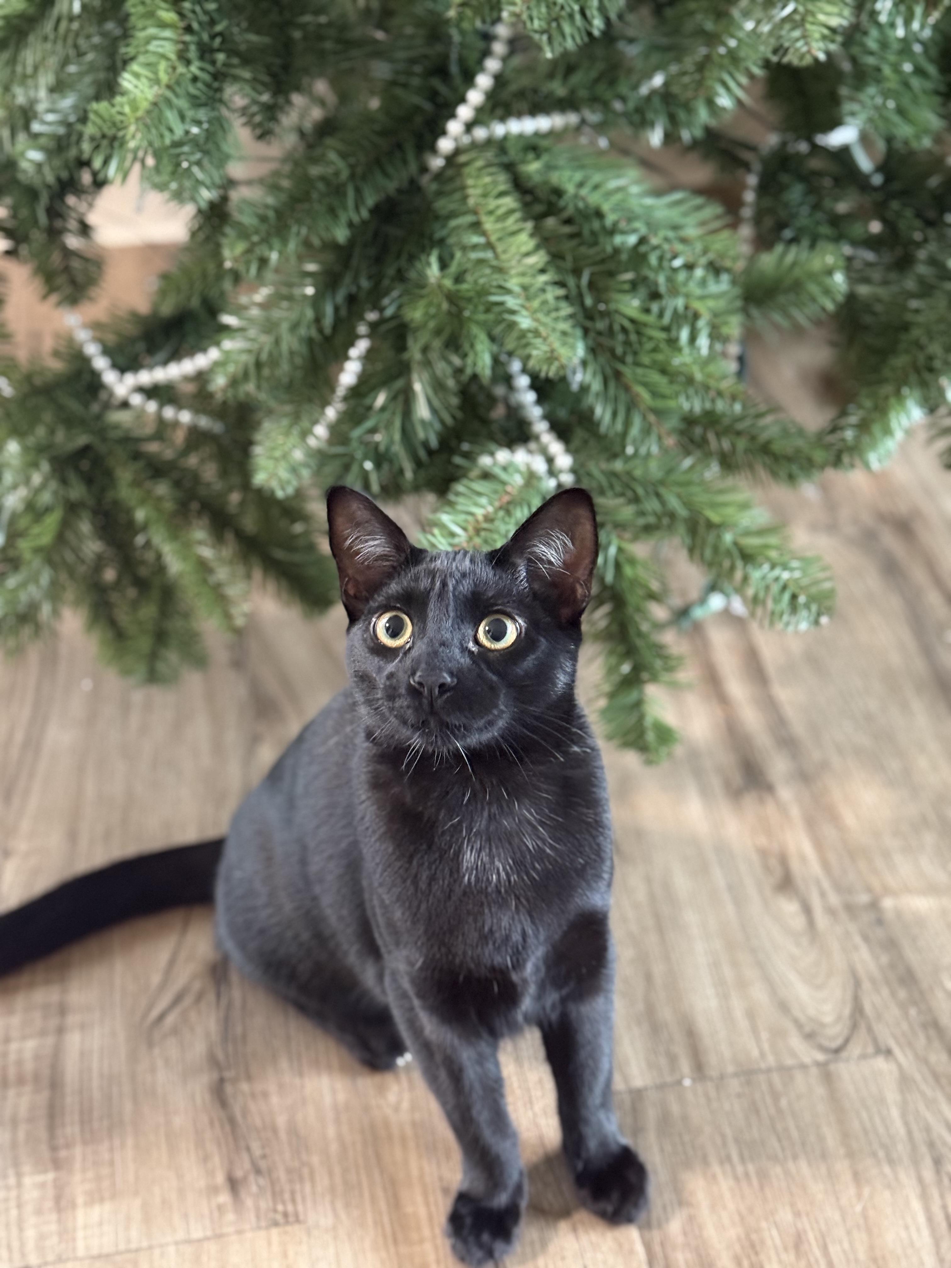 Enlarge Mothman, a ADOPTABLE Domestic Short Hair in Davis, CA image 2/4