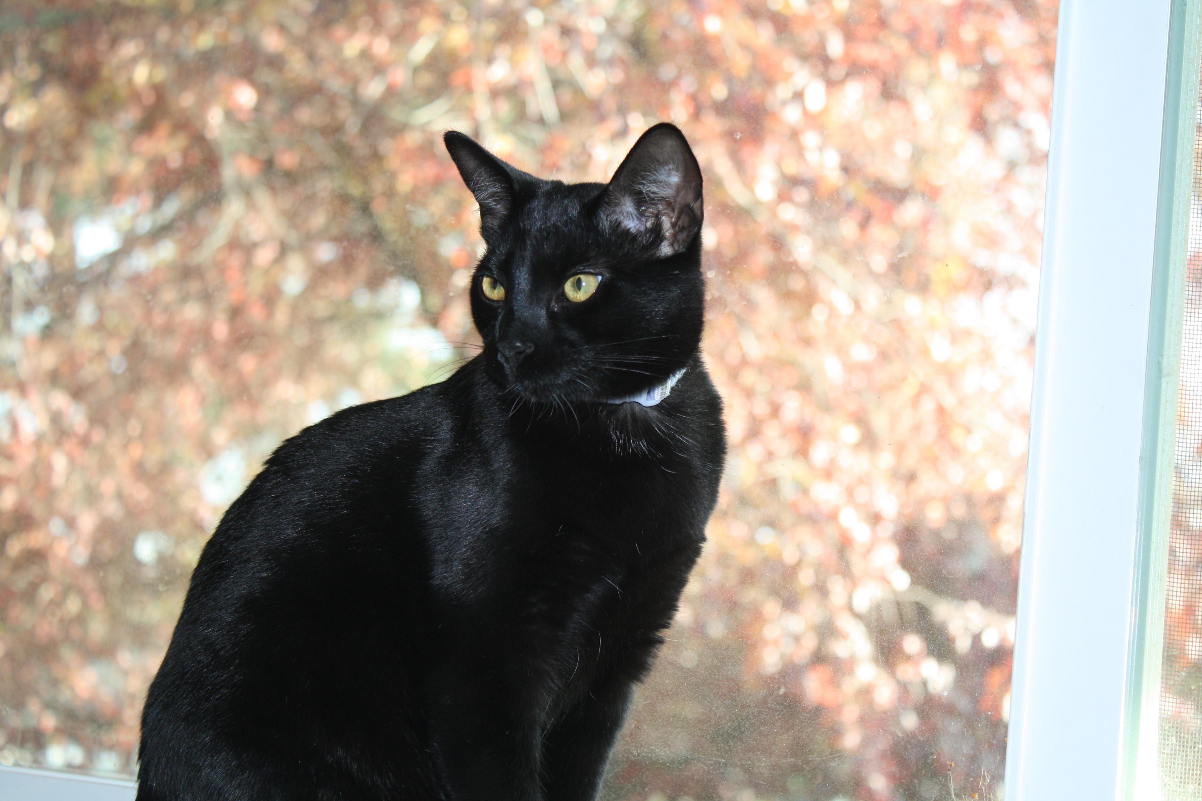 Enlarge Mothman, a ADOPTABLE Domestic Short Hair in Davis, CA image 3/4
