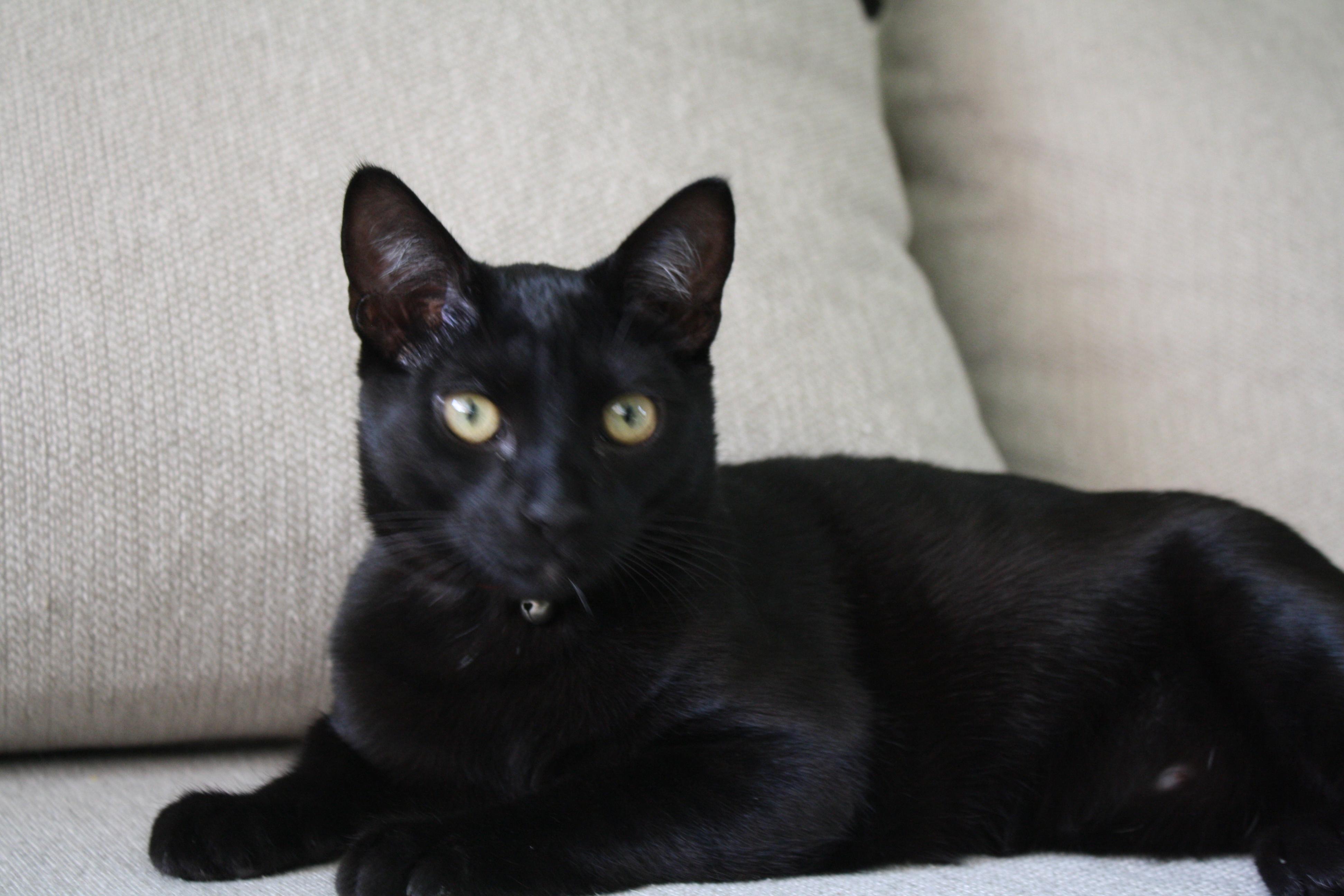 Enlarge Mothman, a ADOPTABLE Domestic Short Hair in Davis, CA image 4/4