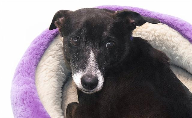Enlarge MILIKI, a Adoptable mixed breed in Fort Lauderdale, FL image 1/1