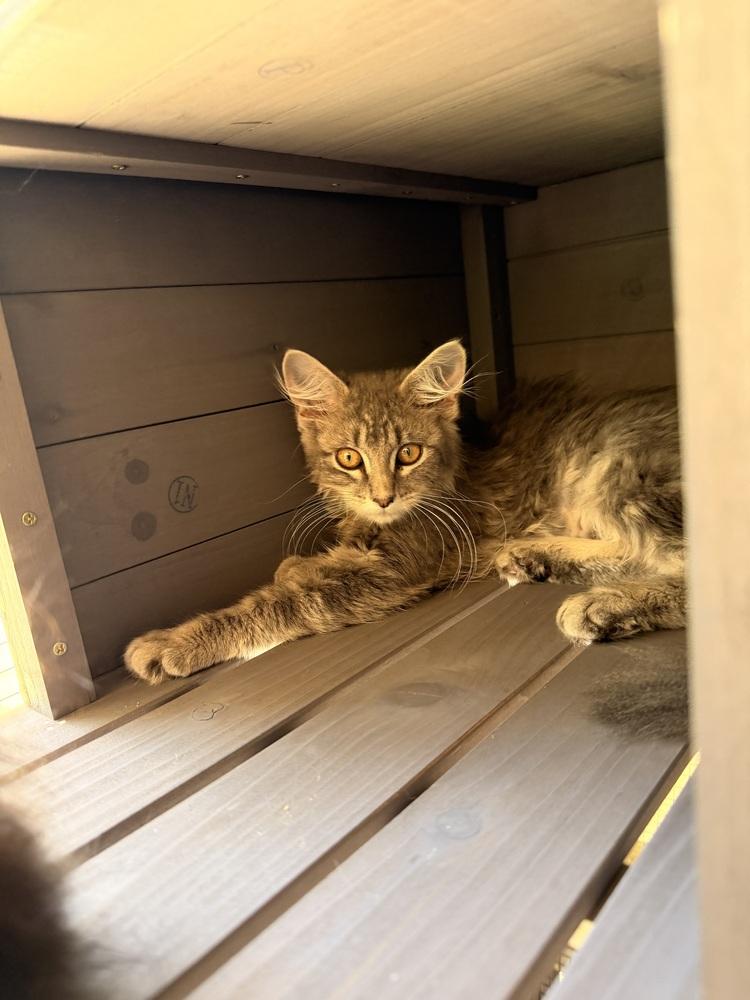 Sesame, Adoptable, Kitten Female Domestic Medium Hair.