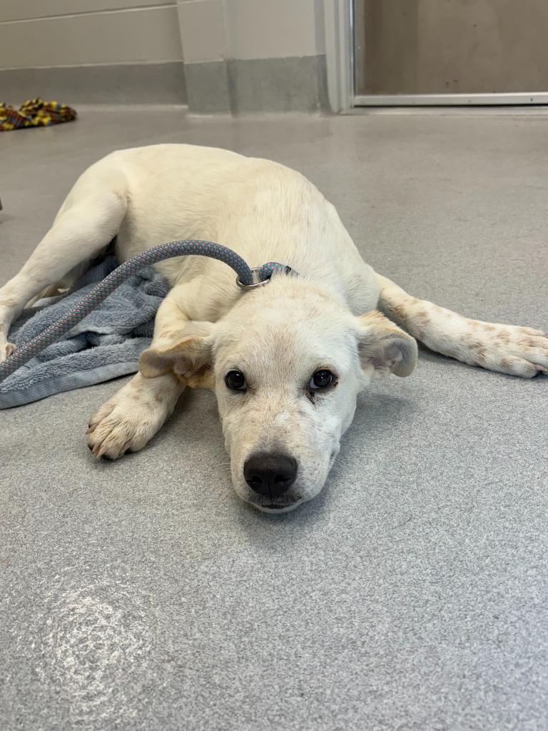 Enlarge Crab Cake, a Adoptable mixed breed in Chillicothe, OH image 1/1