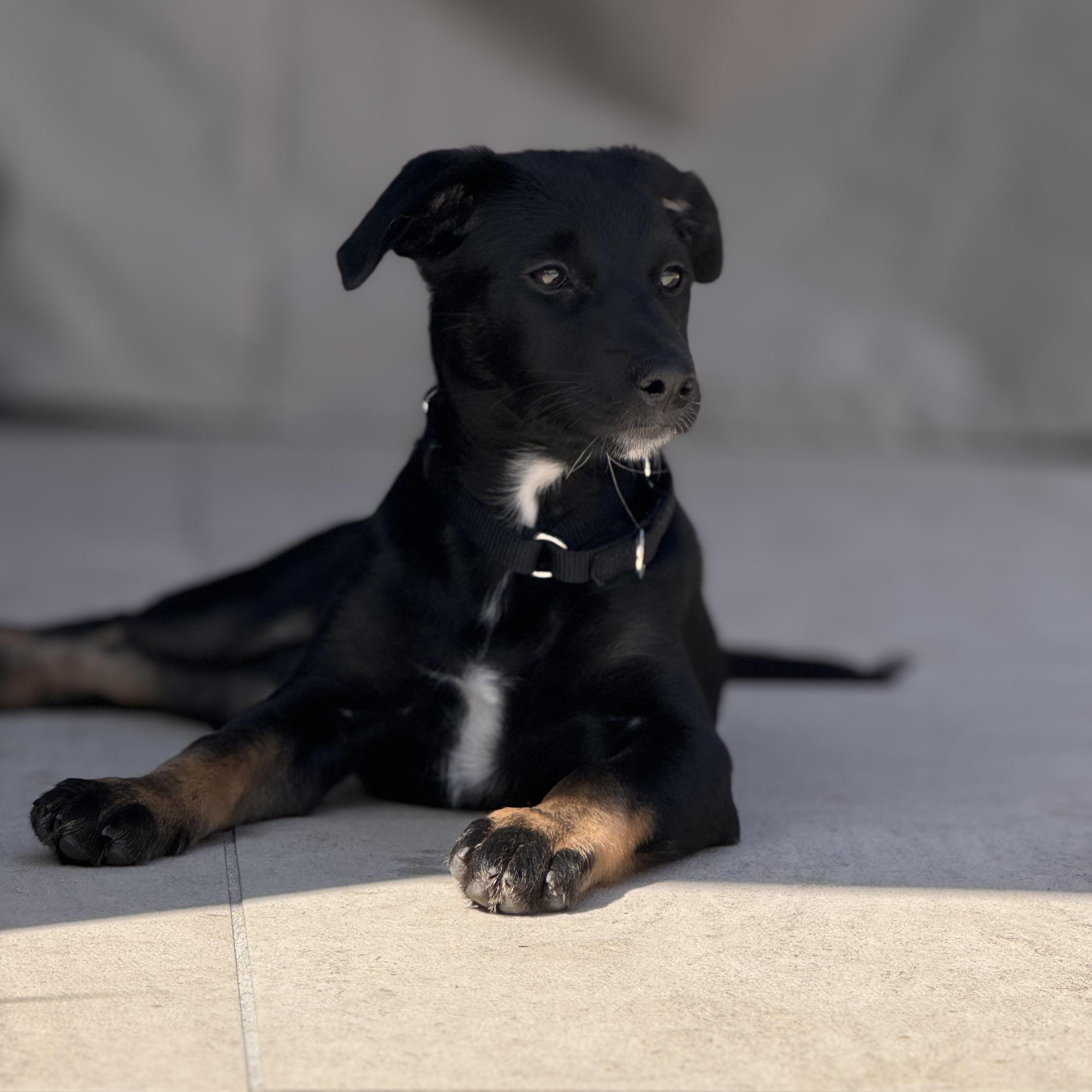 Enlarge Endo, a Adoptable mixed breed in San Diego, CA image 6/6