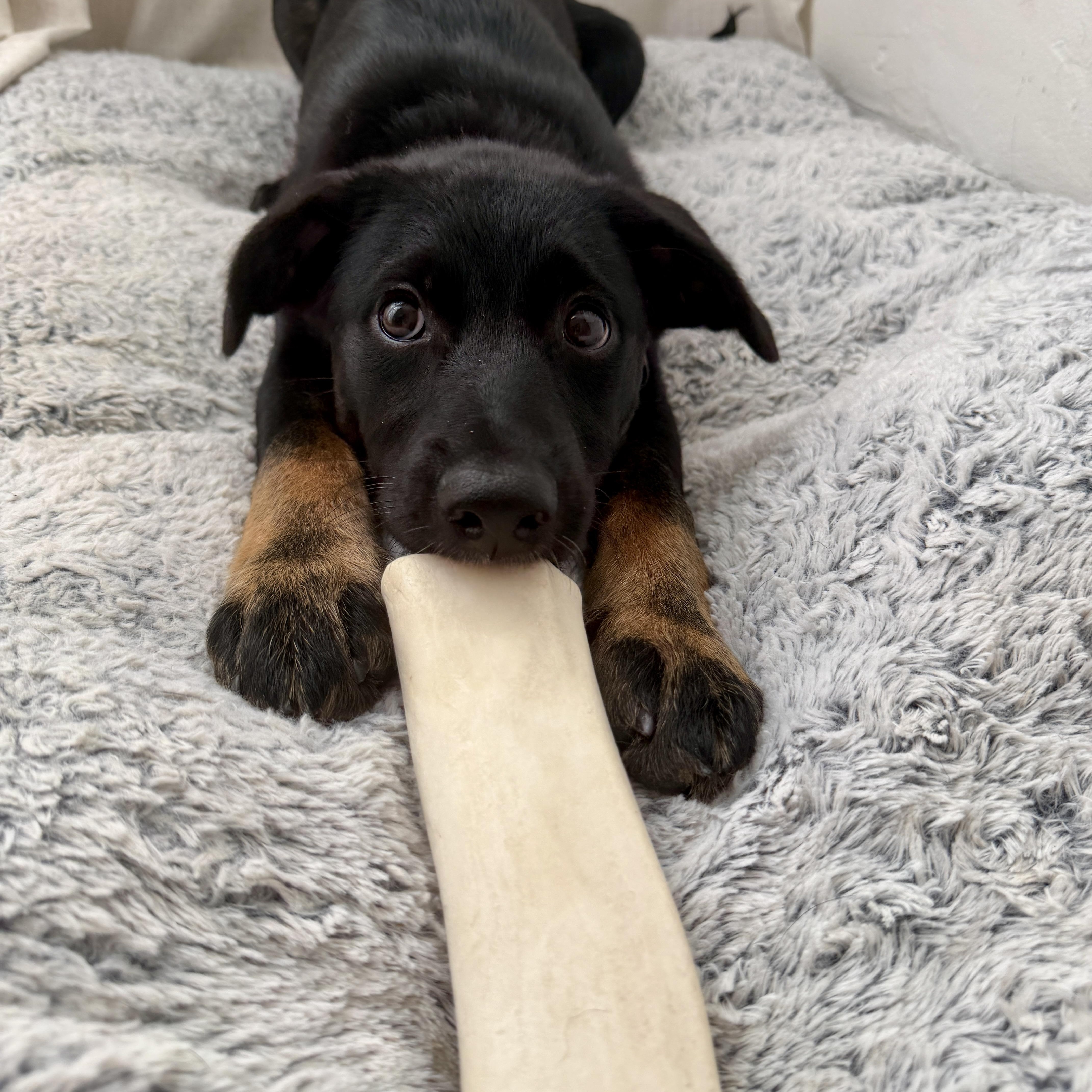 Enlarge Endo, a Adoptable mixed breed in San Diego, CA image 2/6