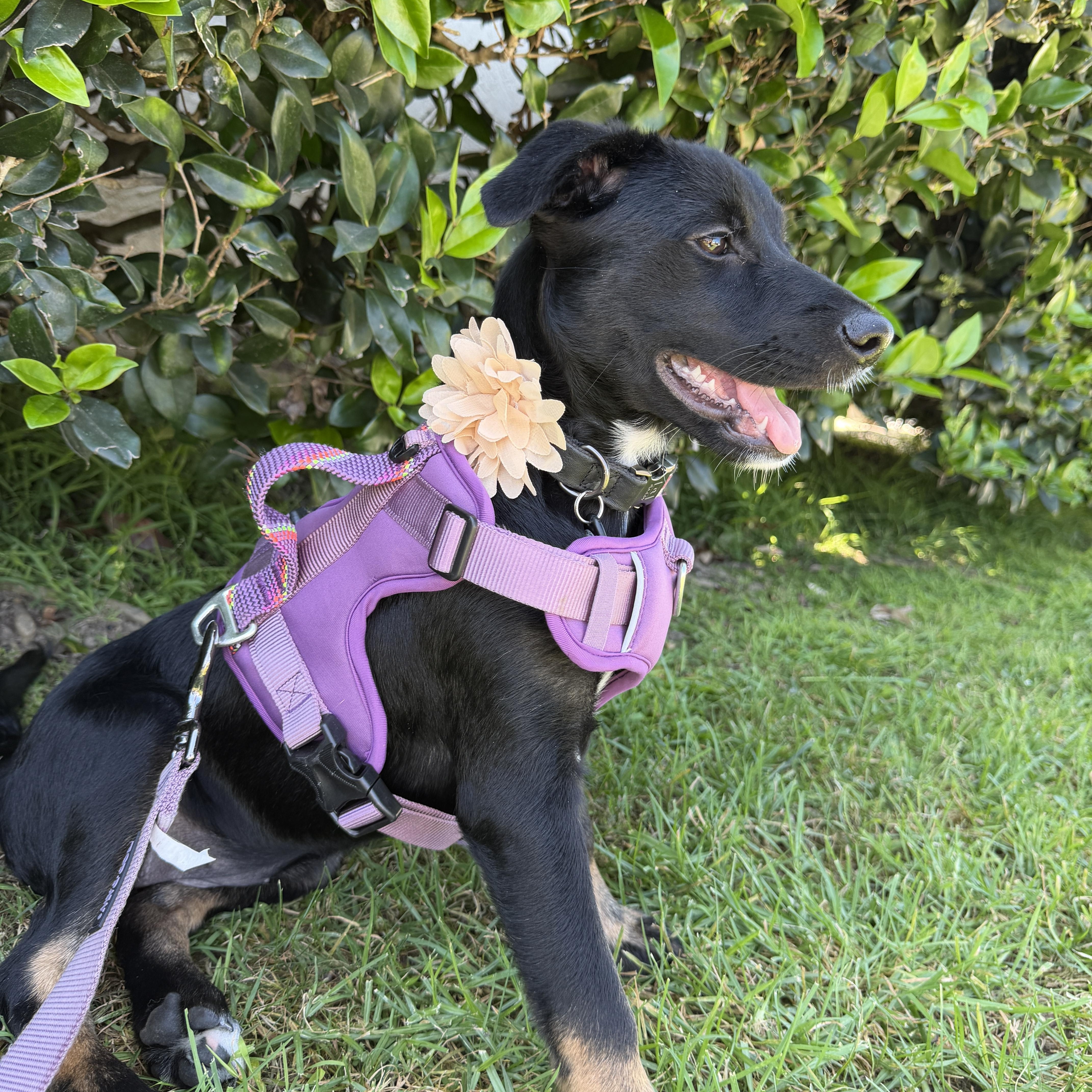 Enlarge Endo, a Adoptable mixed breed in San Diego, CA image 3/6