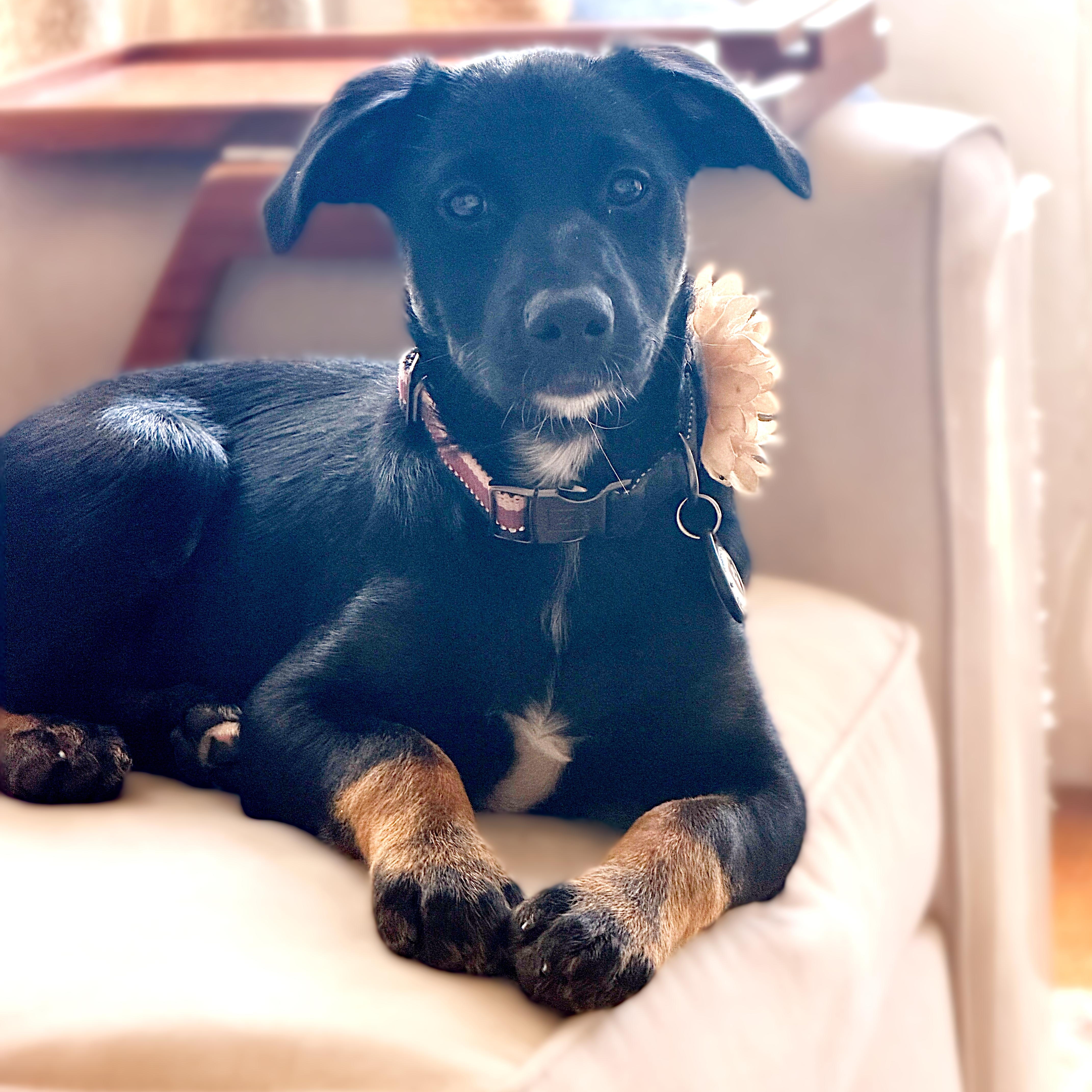 Enlarge Endo, a Adoptable mixed breed in San Diego, CA image 5/6