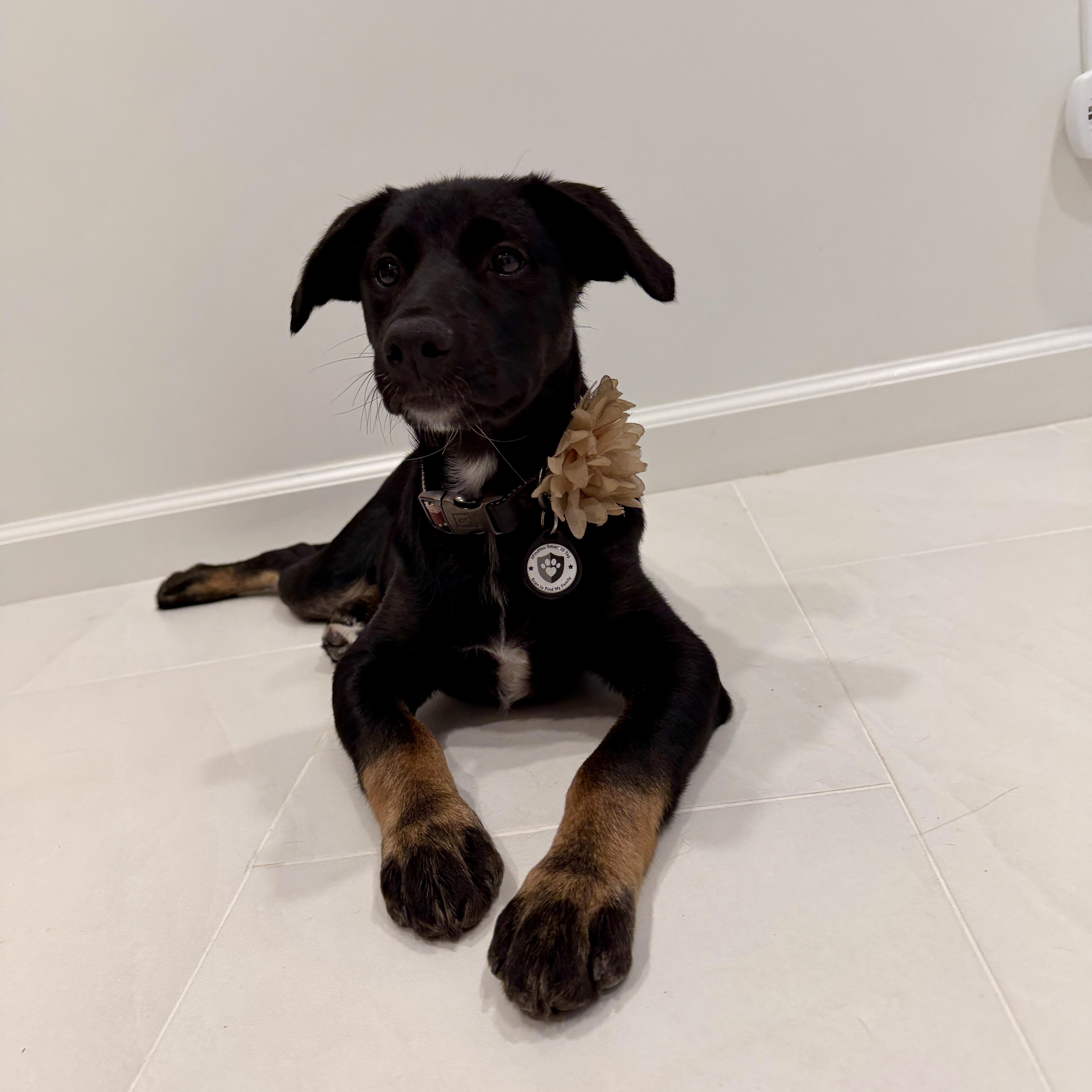 Endo, Adoptable, Puppy Female Schnoodle.