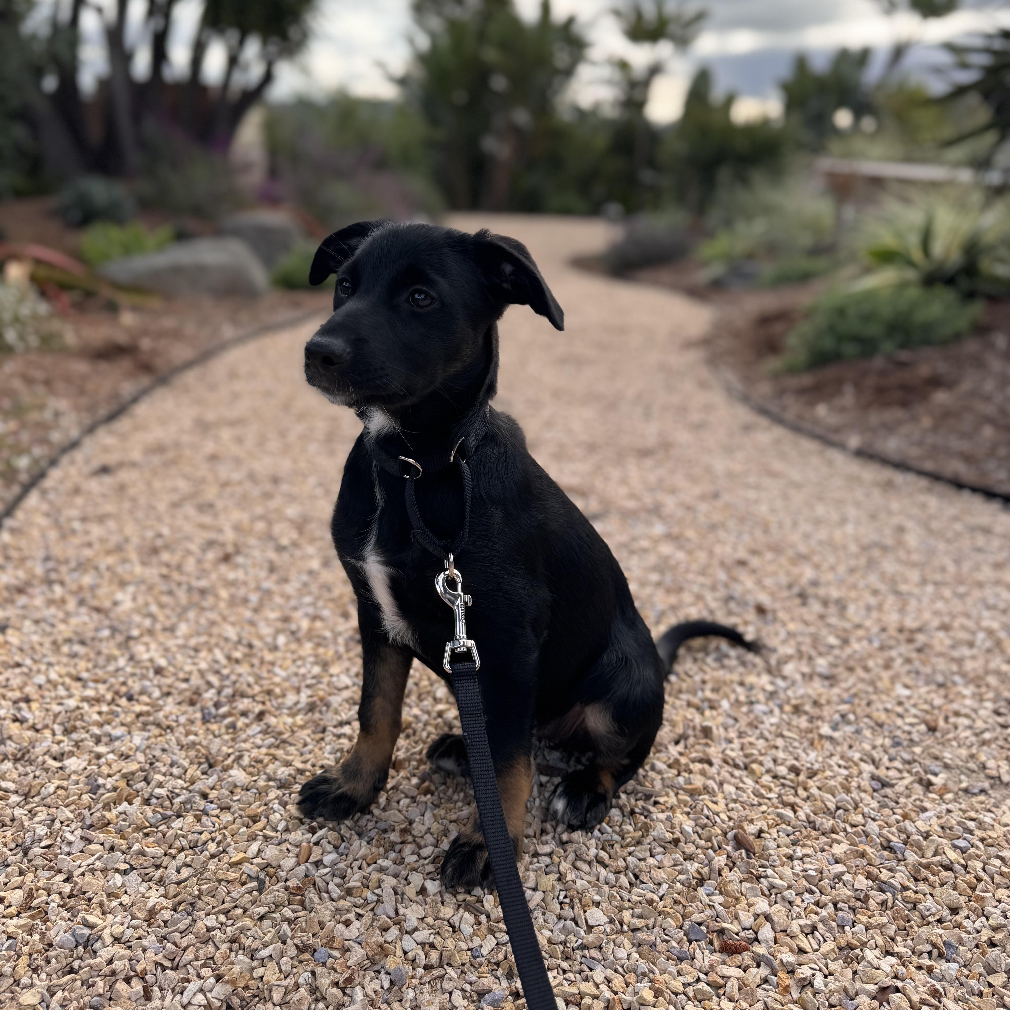 Enlarge Endo, a Adoptable mixed breed in San Diego, CA image 4/6