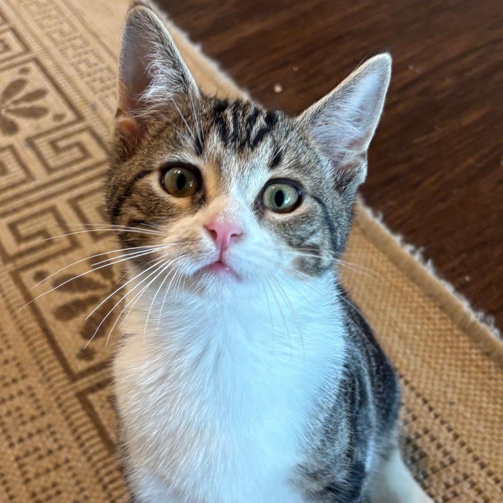 Poppy 40C26, Adoptable, Kitten Male Domestic Short Hair & Domestic Short Hair.